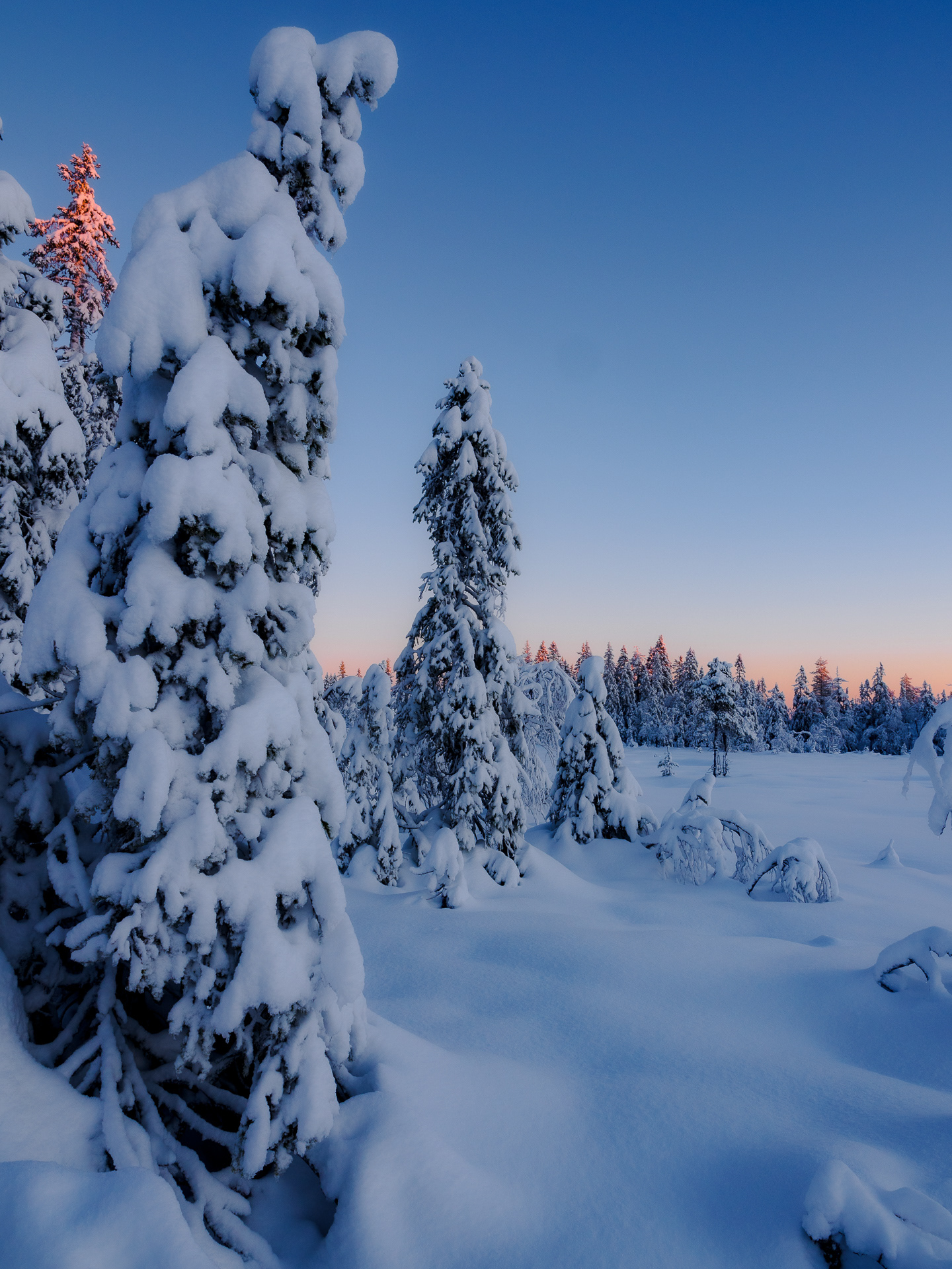 Christmas in the forest - Romeriksåsen, Nittedal, Norway