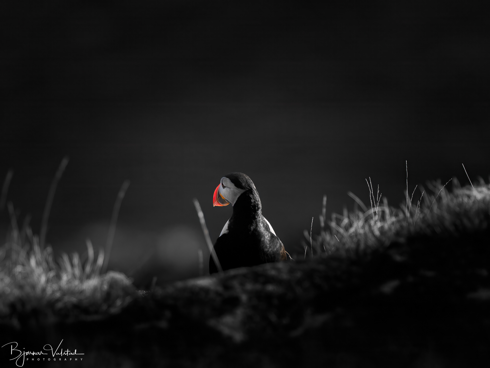 Atlantic puffin (Fratercula arctica)