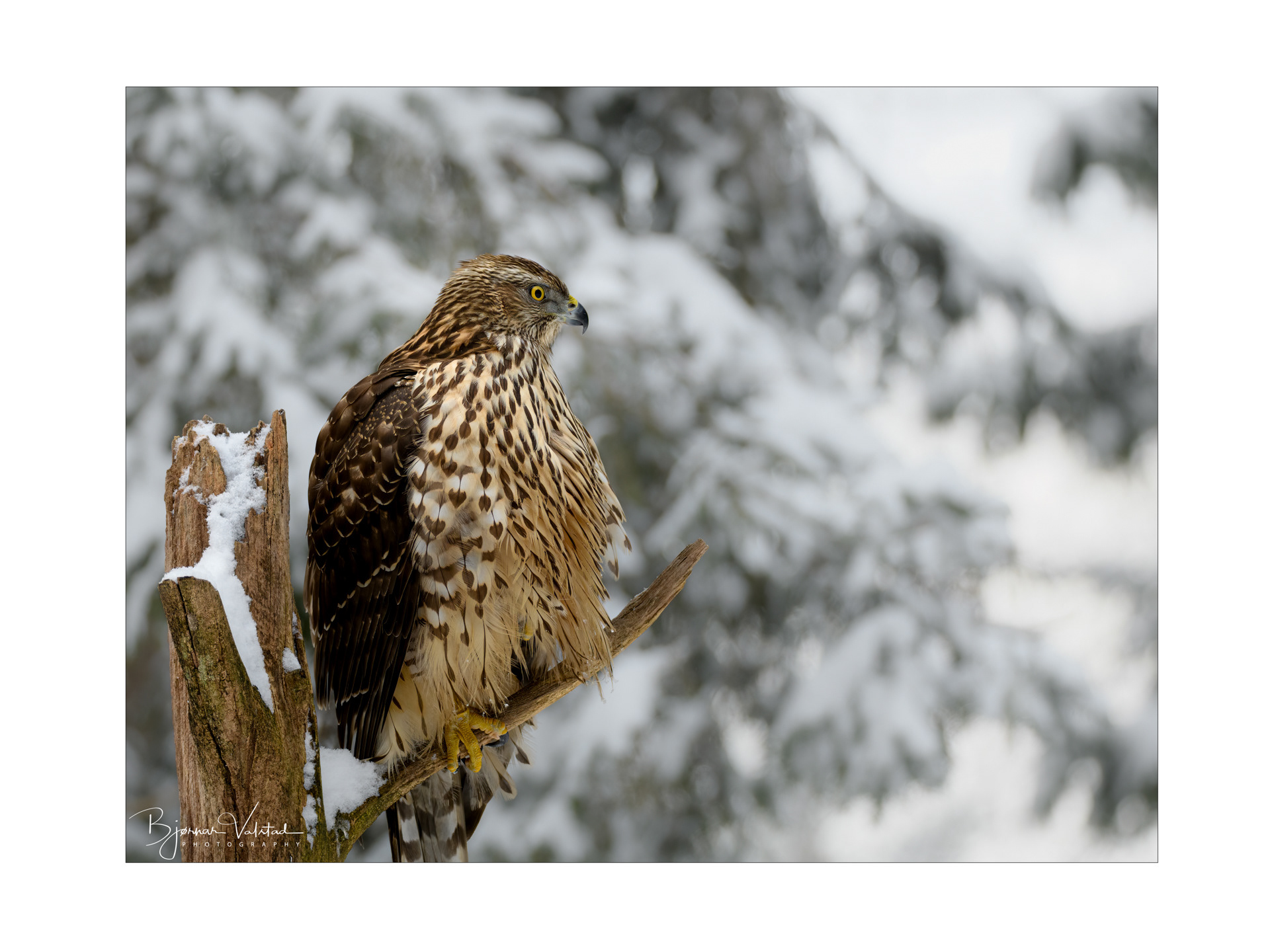 Northern goshawk (Accipiter gentilis)