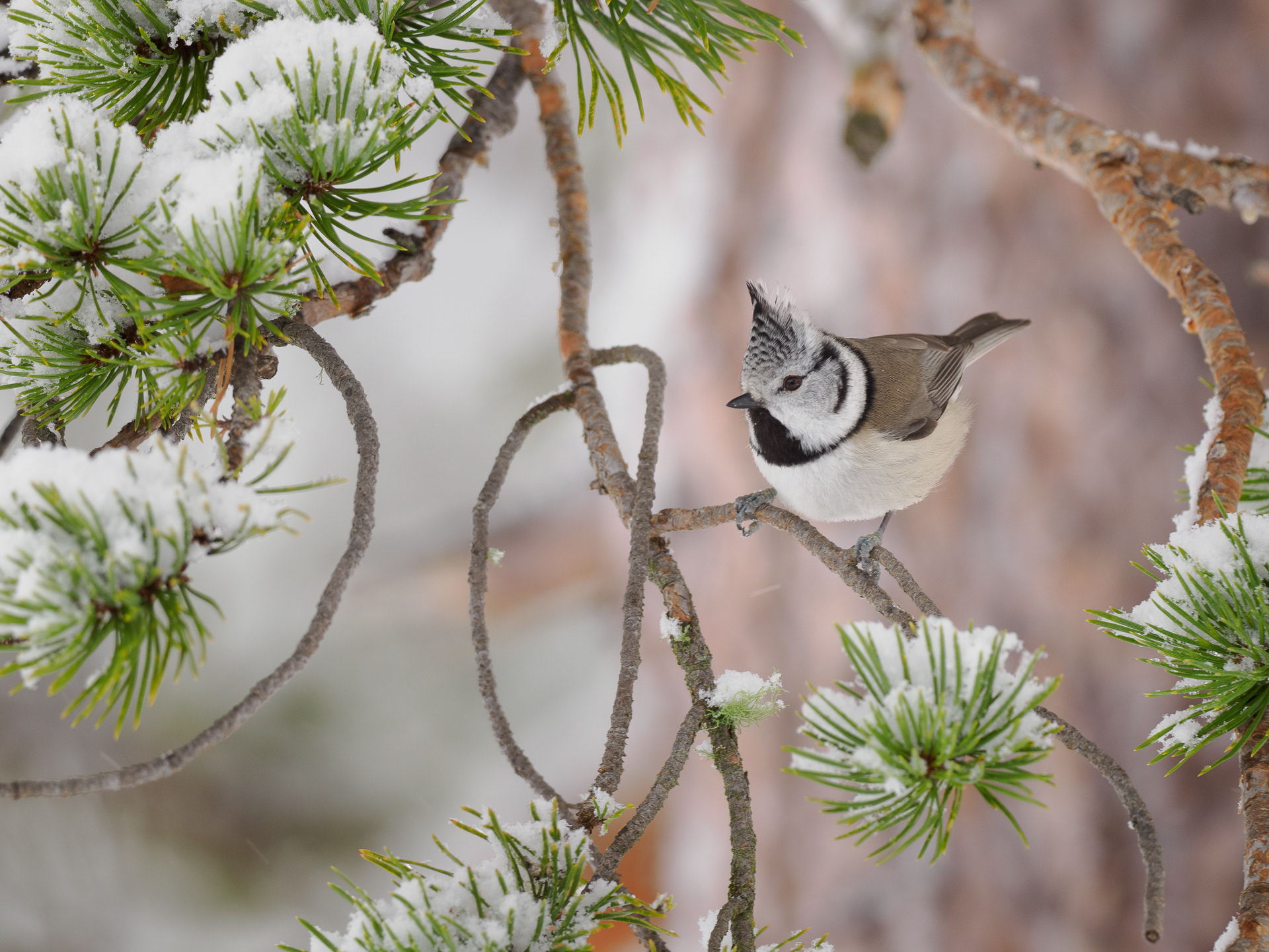 European crested tit (Lophophanes cristatus)