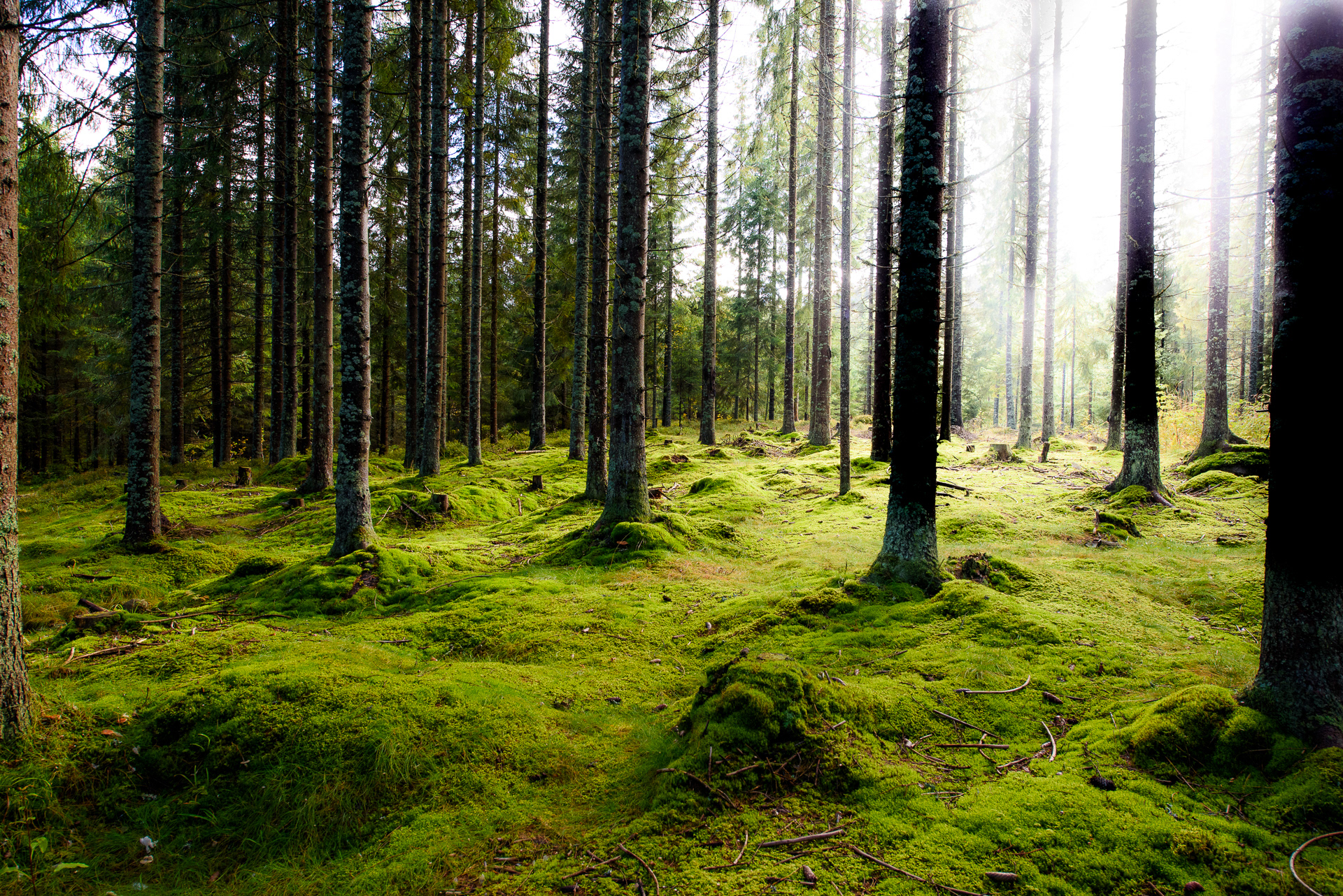  Forest- Nordmarka, Norway