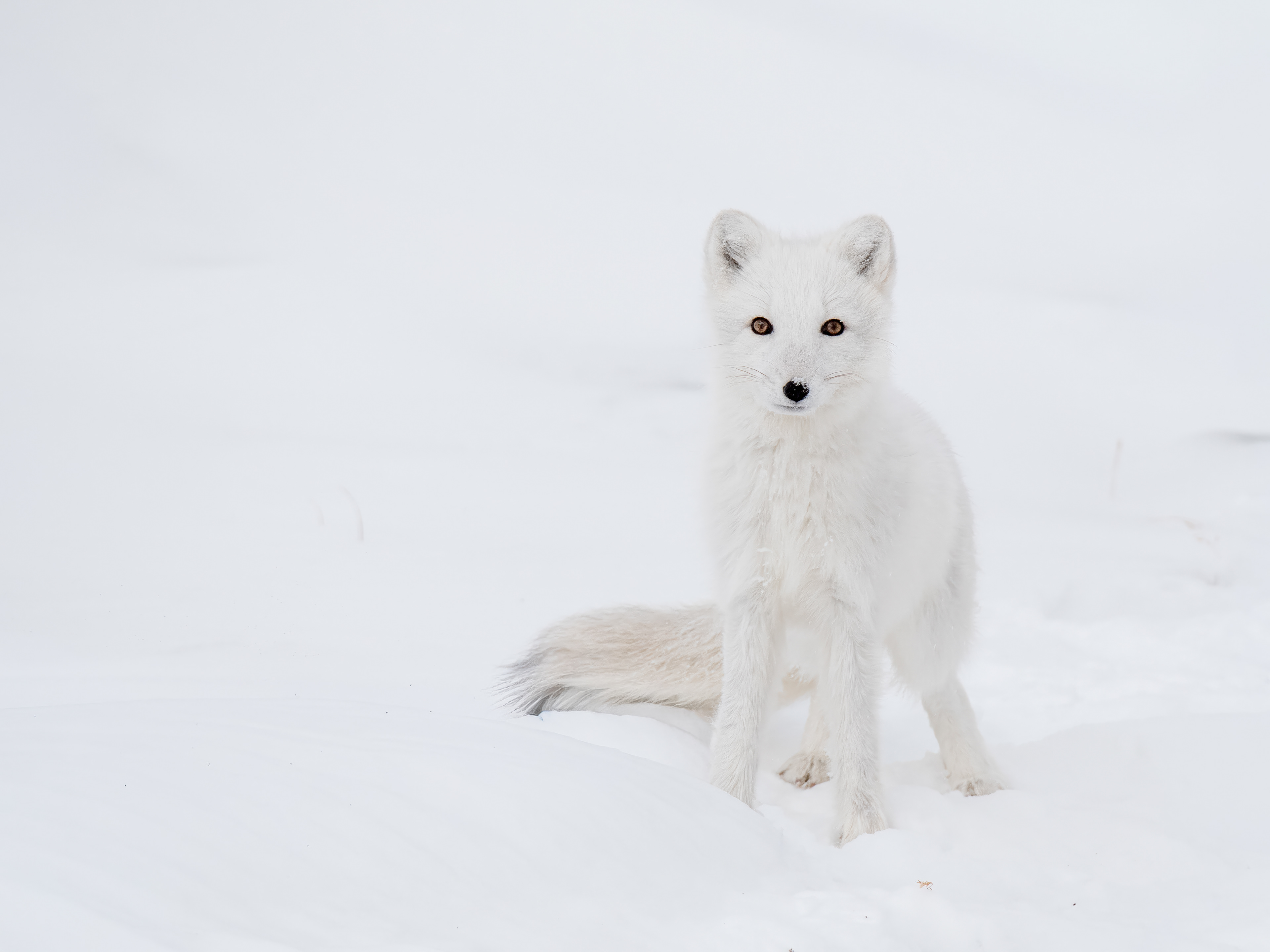 Arctic fox (Vulpes lagopus)
