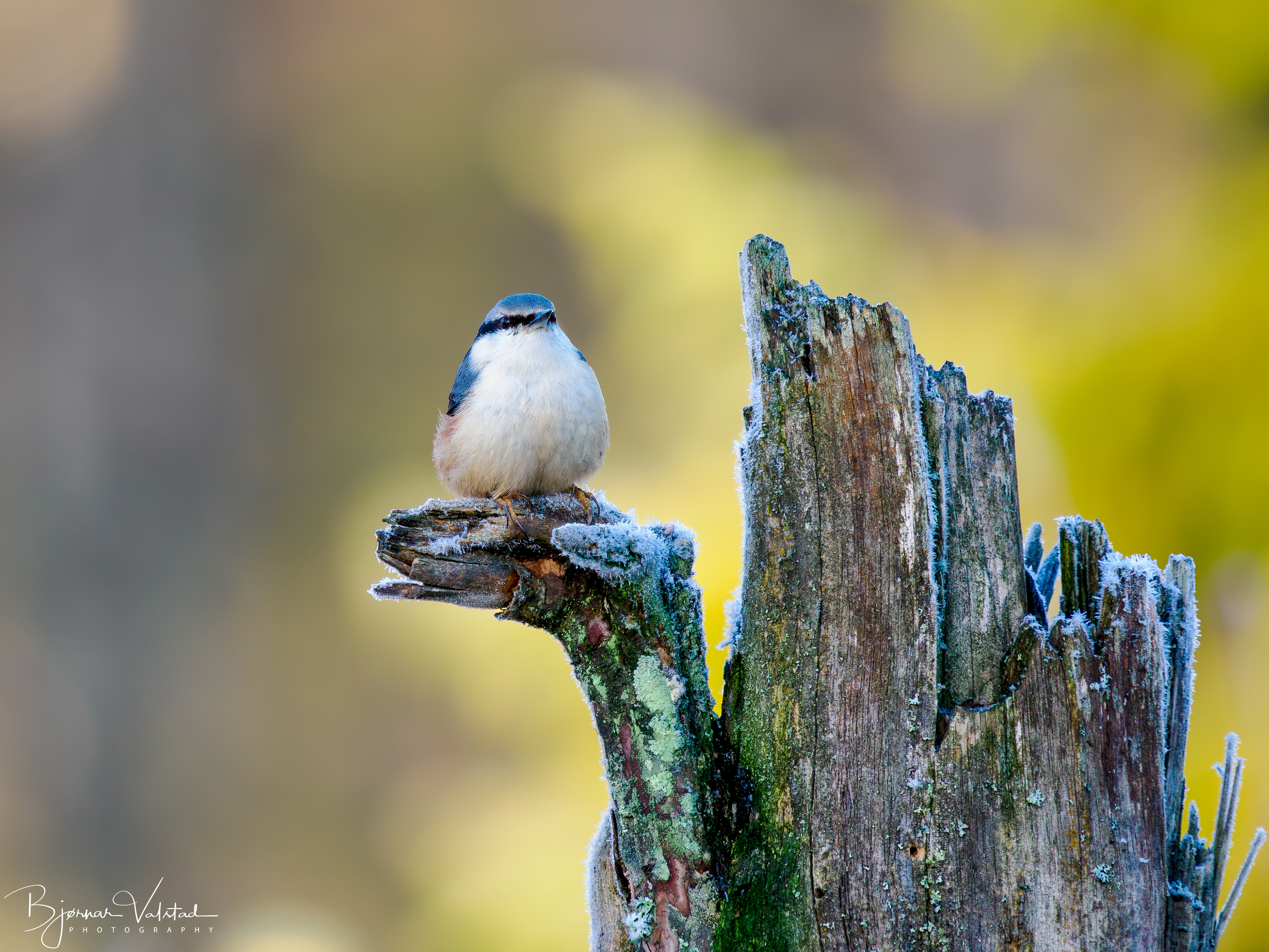Wood nuthatch (Sitta europaea)