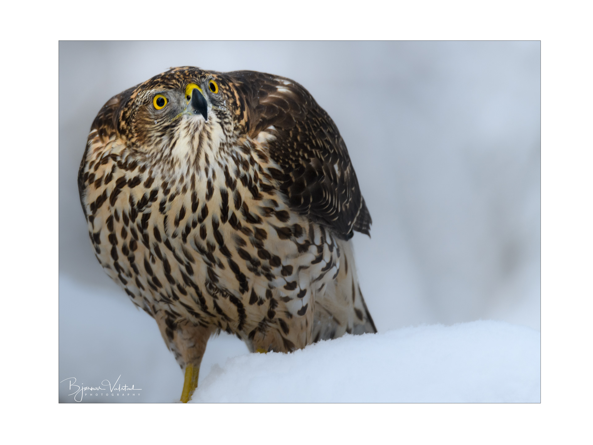 Northern goshawk (Accipiter gentilis)