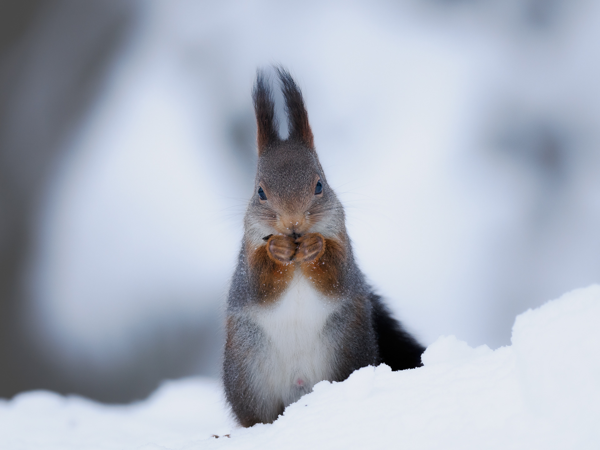Red squirrel (Sciurus vulgaris) 