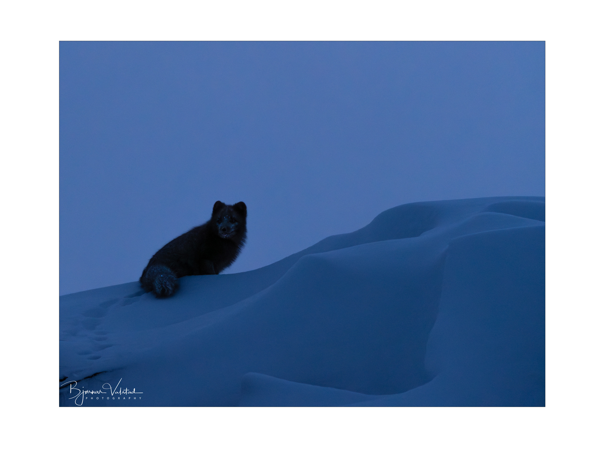 Arctic fox (Vulpes lagopus)