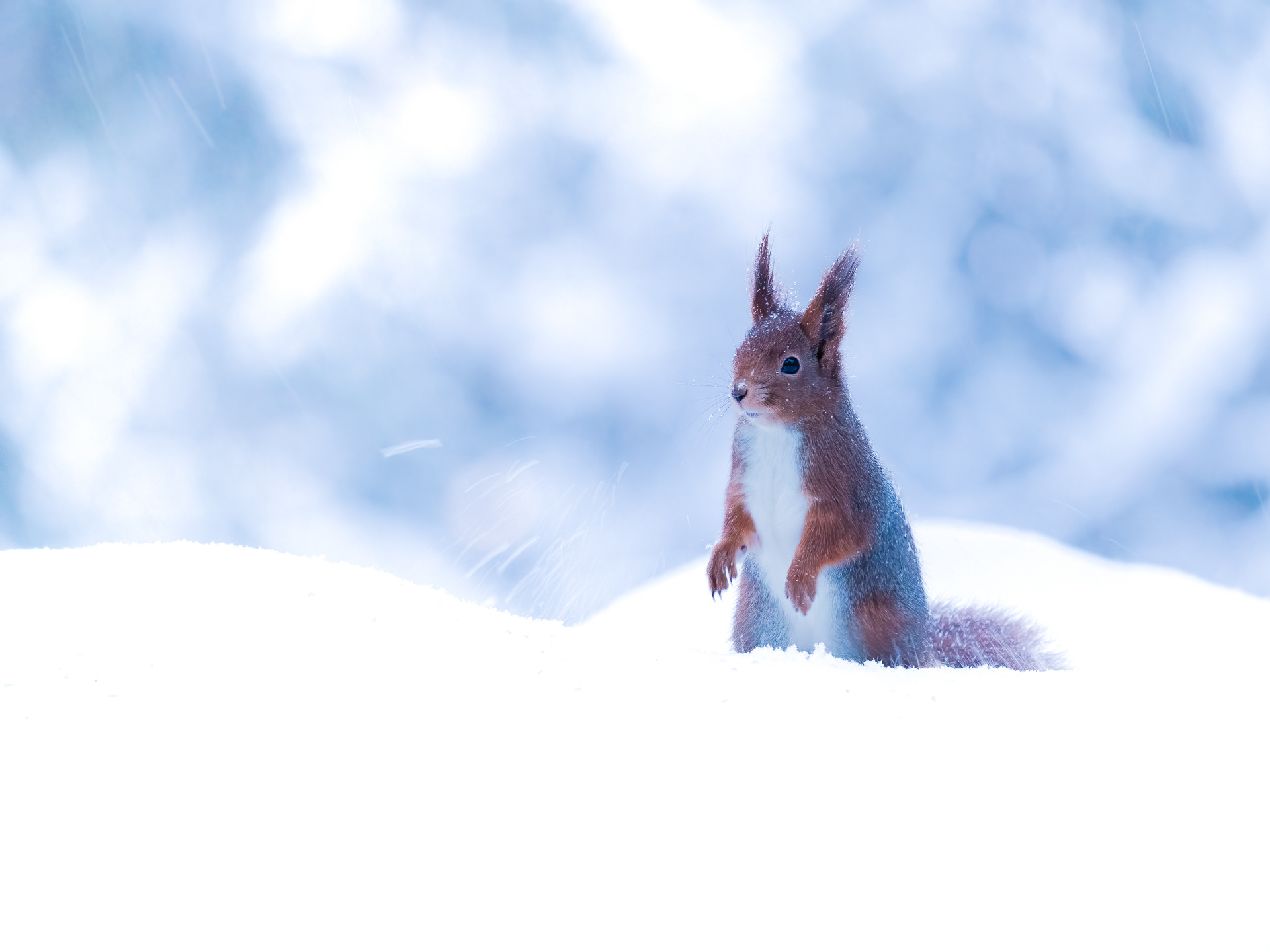 Red squirrel (Sciurus vulgaris) 