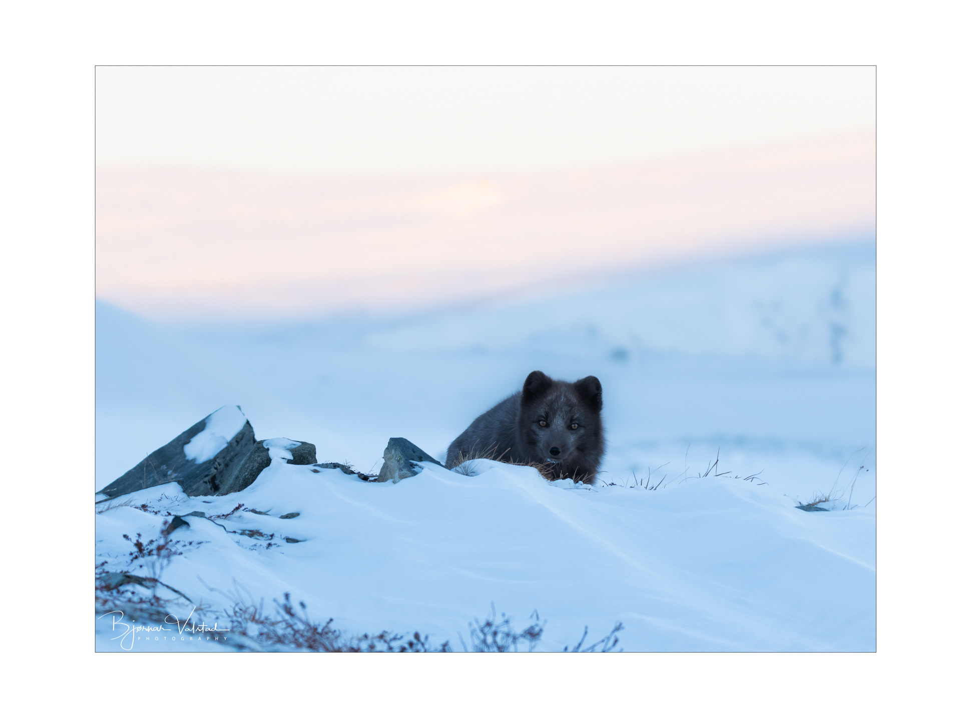 Arctic fox (Vulpes lagopus)