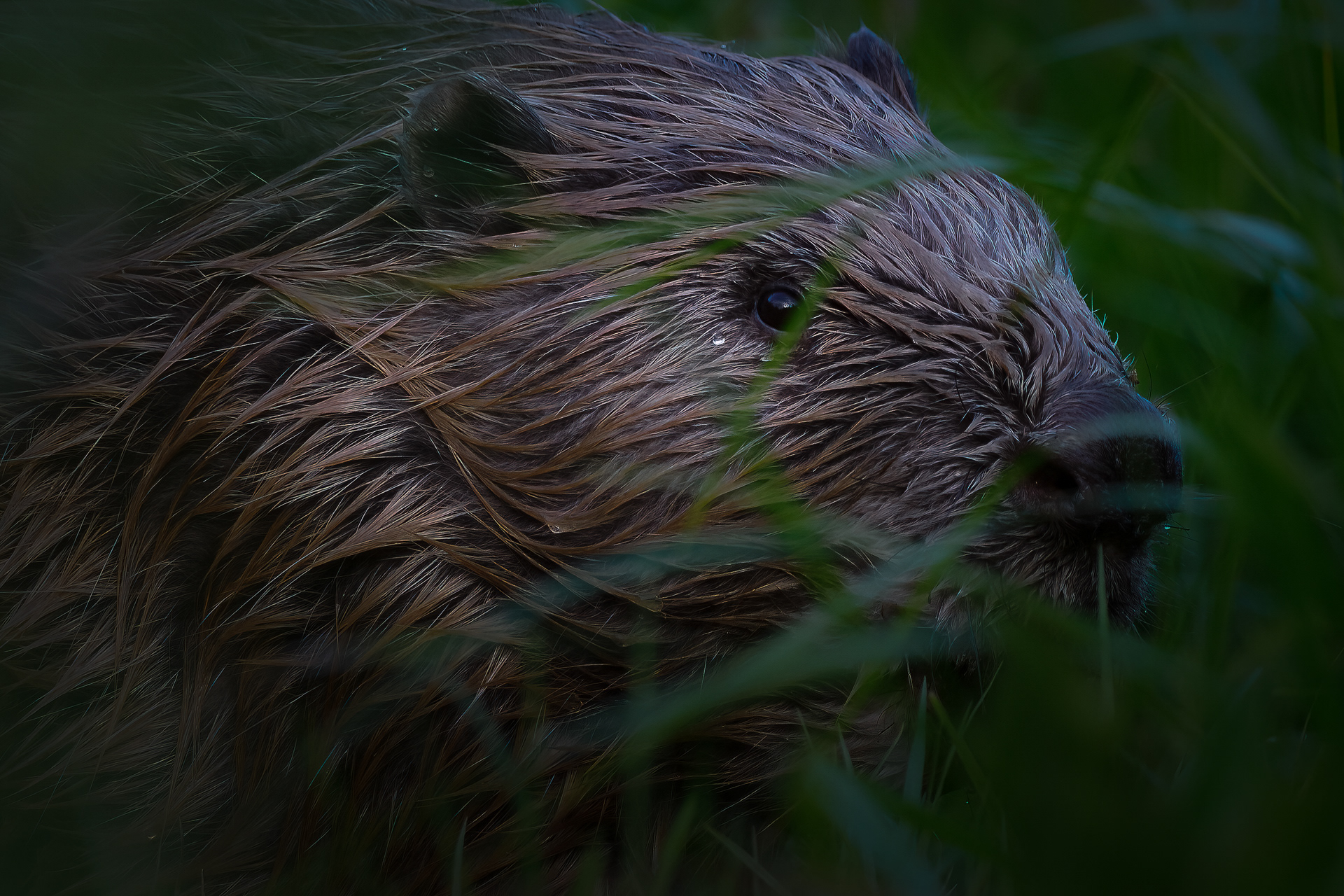 Eurasian beaver (Castor fiber) 
