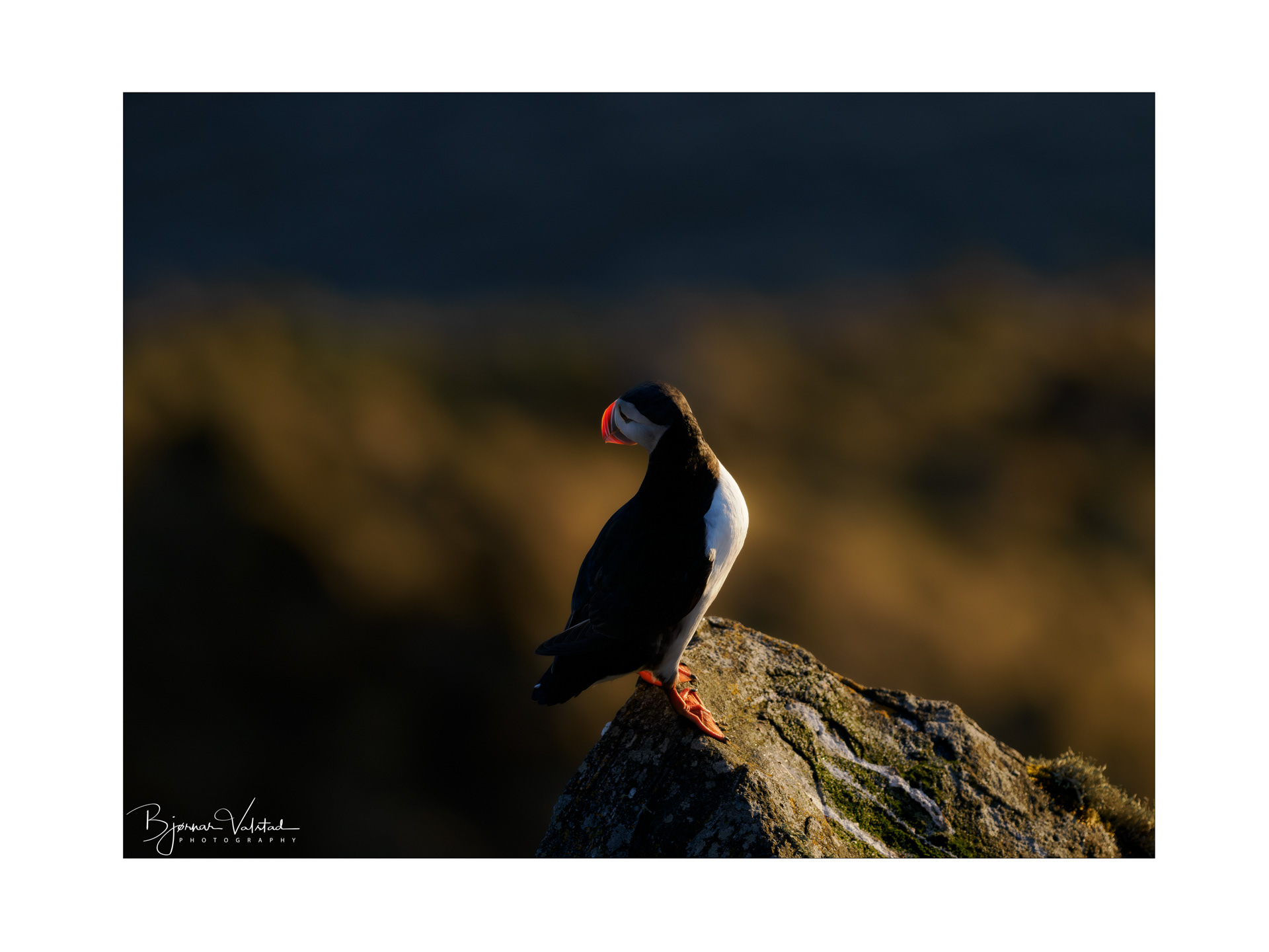 Atlantic puffin (Fratercula arctica)