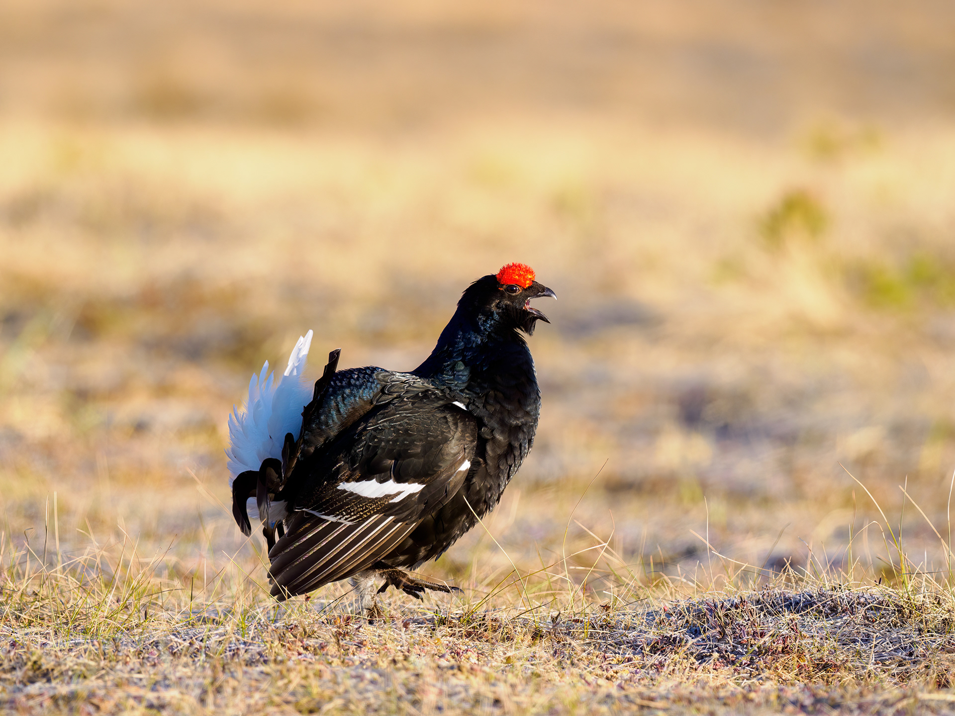 Black grouse, male (Lyrurus tetrix) - Østlandet, Norway