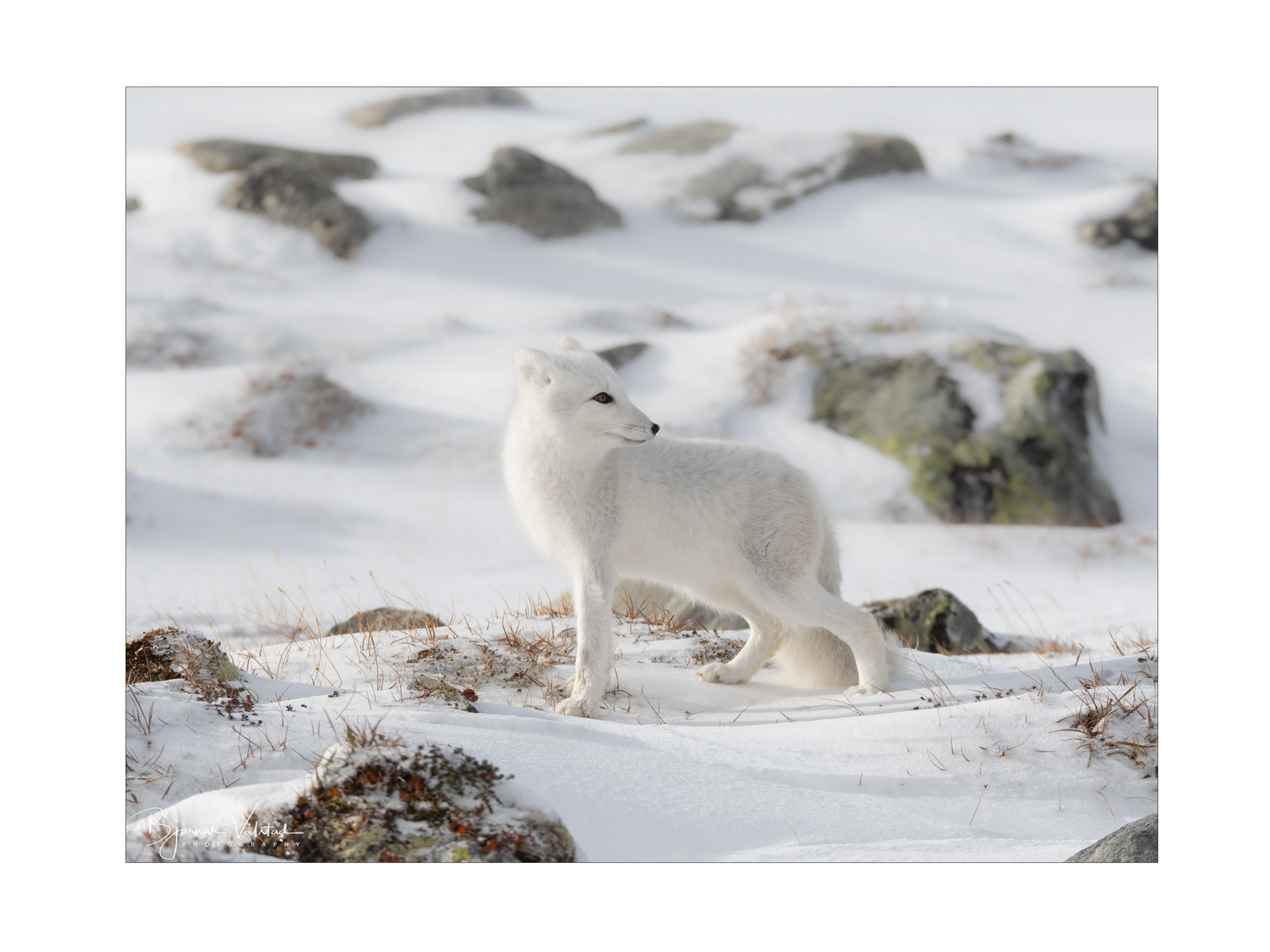 Arctic fox (Vulpes lagopus)