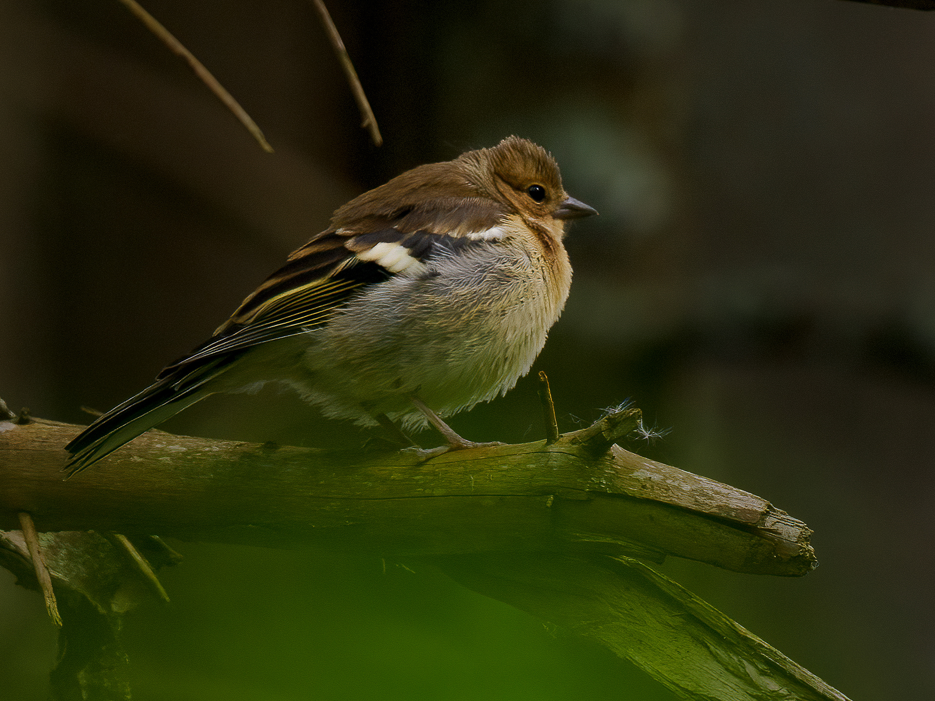 Chaffinch (Fringilla coelebs)