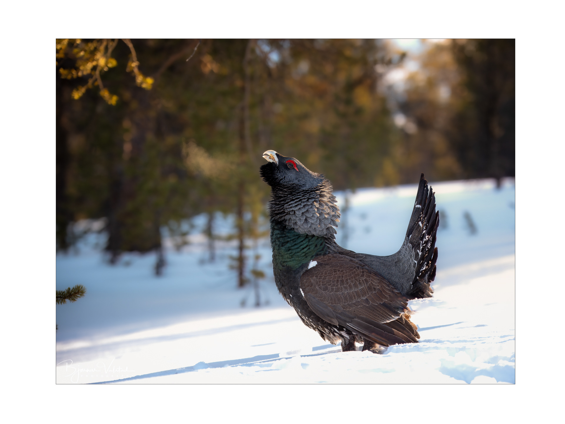 Western capercaillie (Tetrao urogallus) - Norway