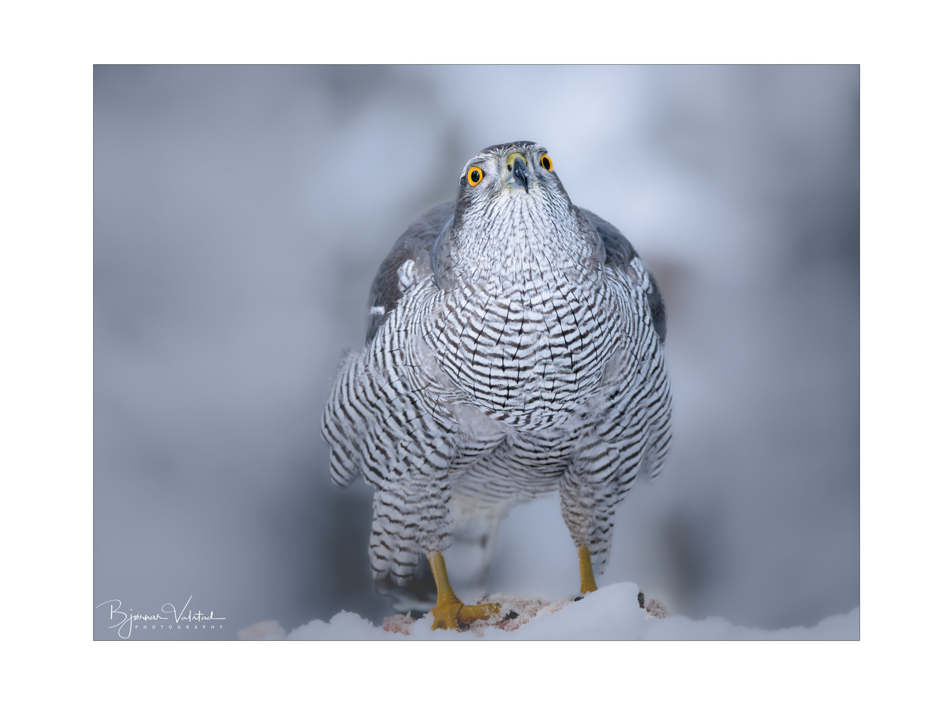 Northern goshawk (Accipiter gentilis)