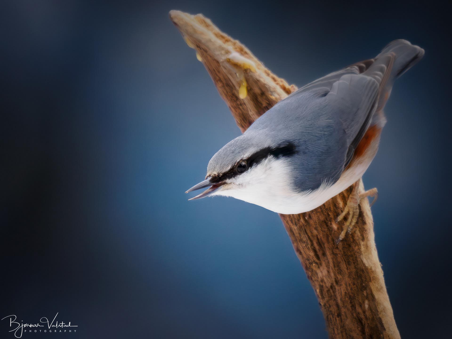 The Eurasian nuthatch or wood nuthatch (Sitta europaea)