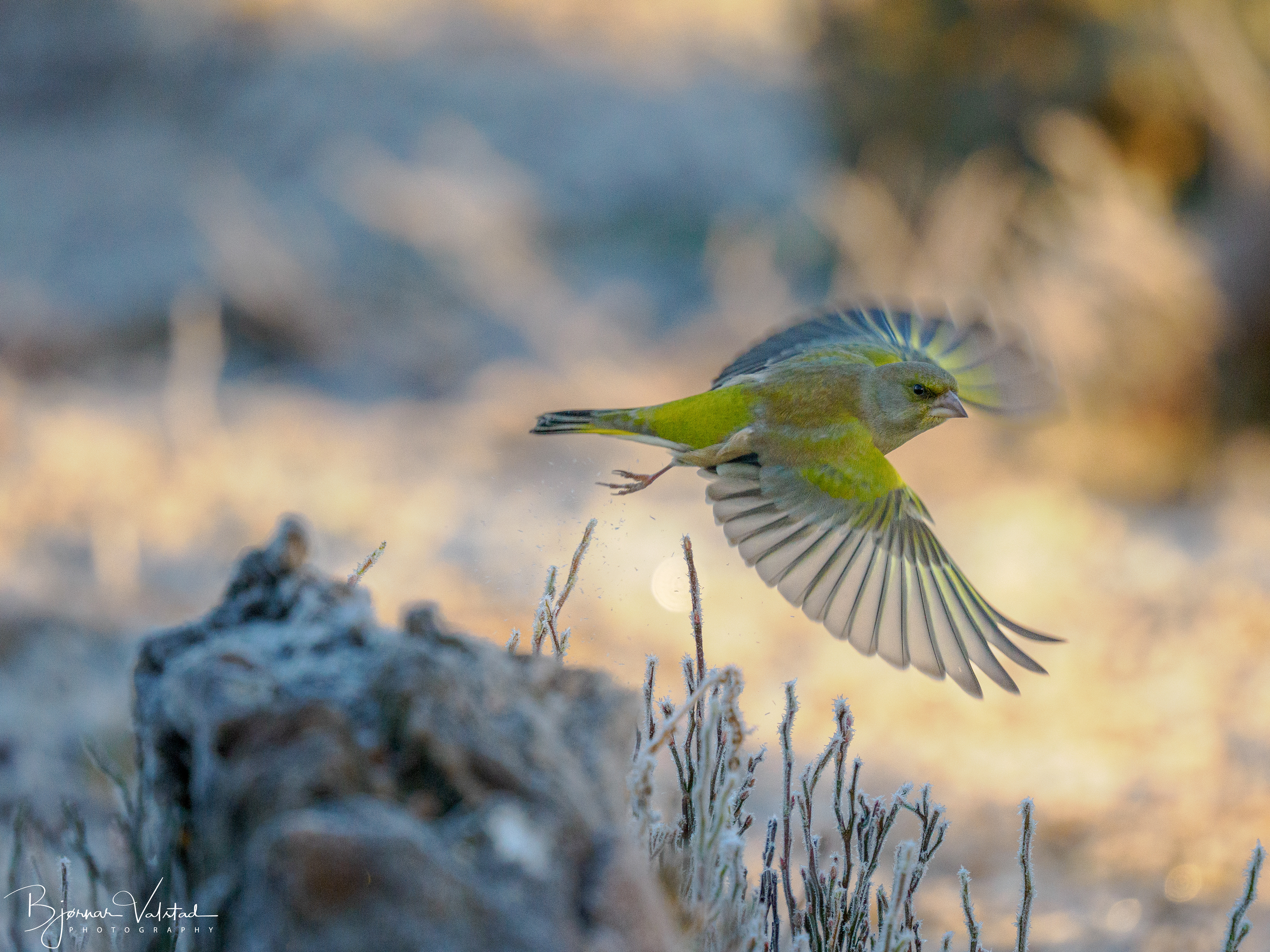 Greenfinch (Chloris chloris)