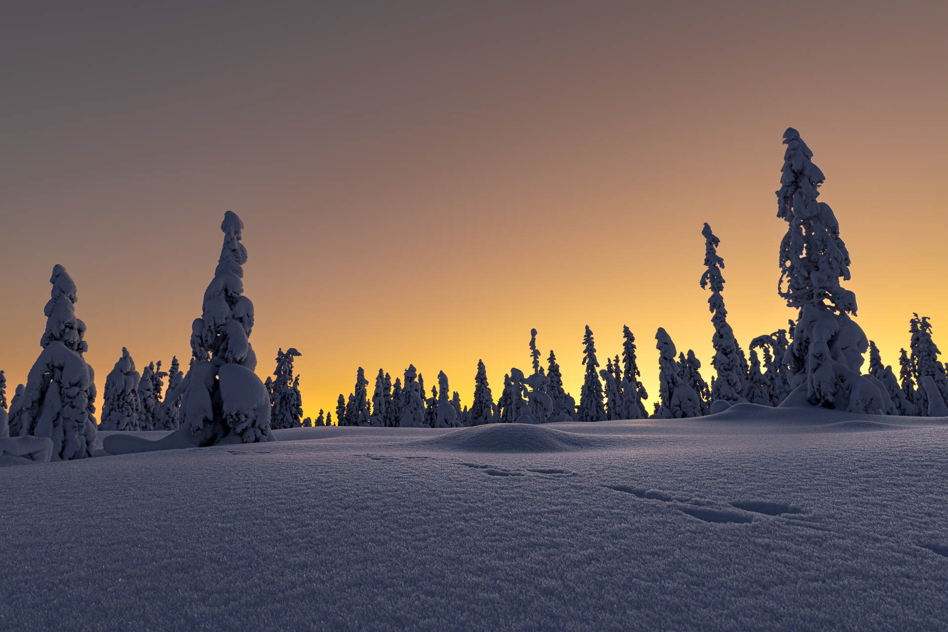 Winter - Nordmarka, Norway