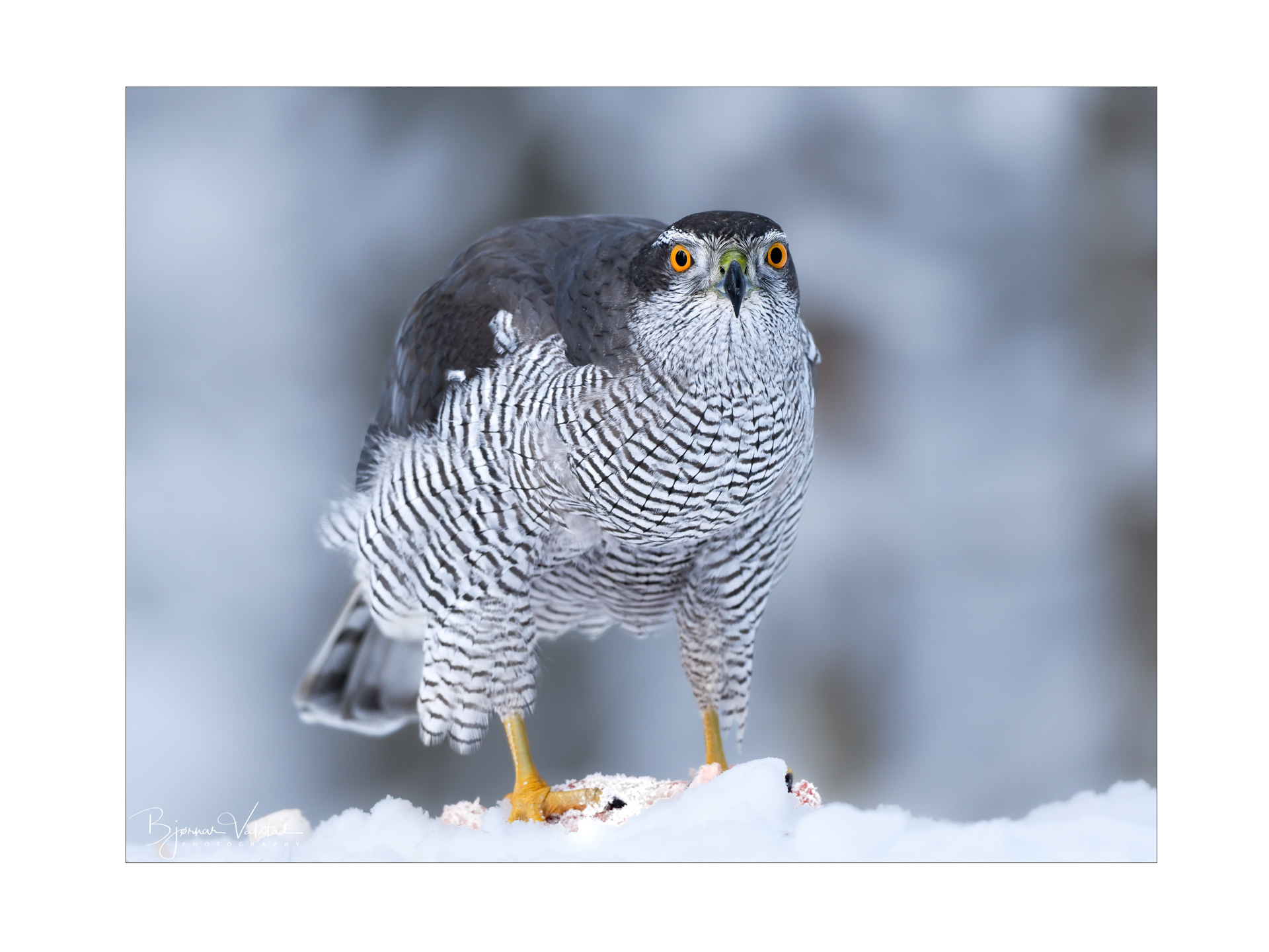 Northern goshawk (Accipiter gentilis)