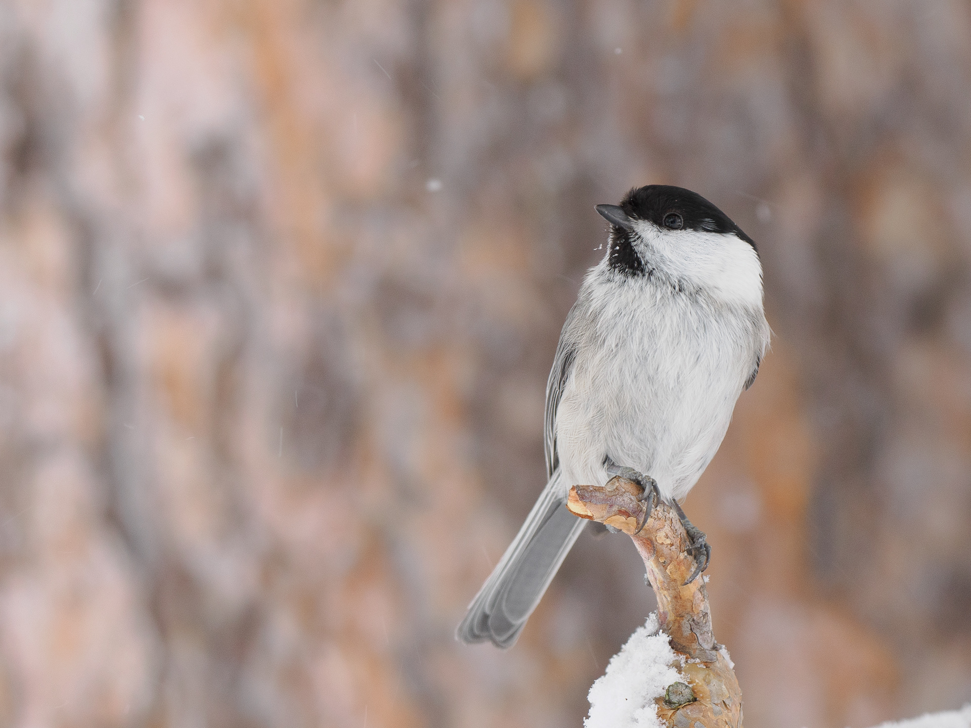 Willow tit (Poecile montanus)
