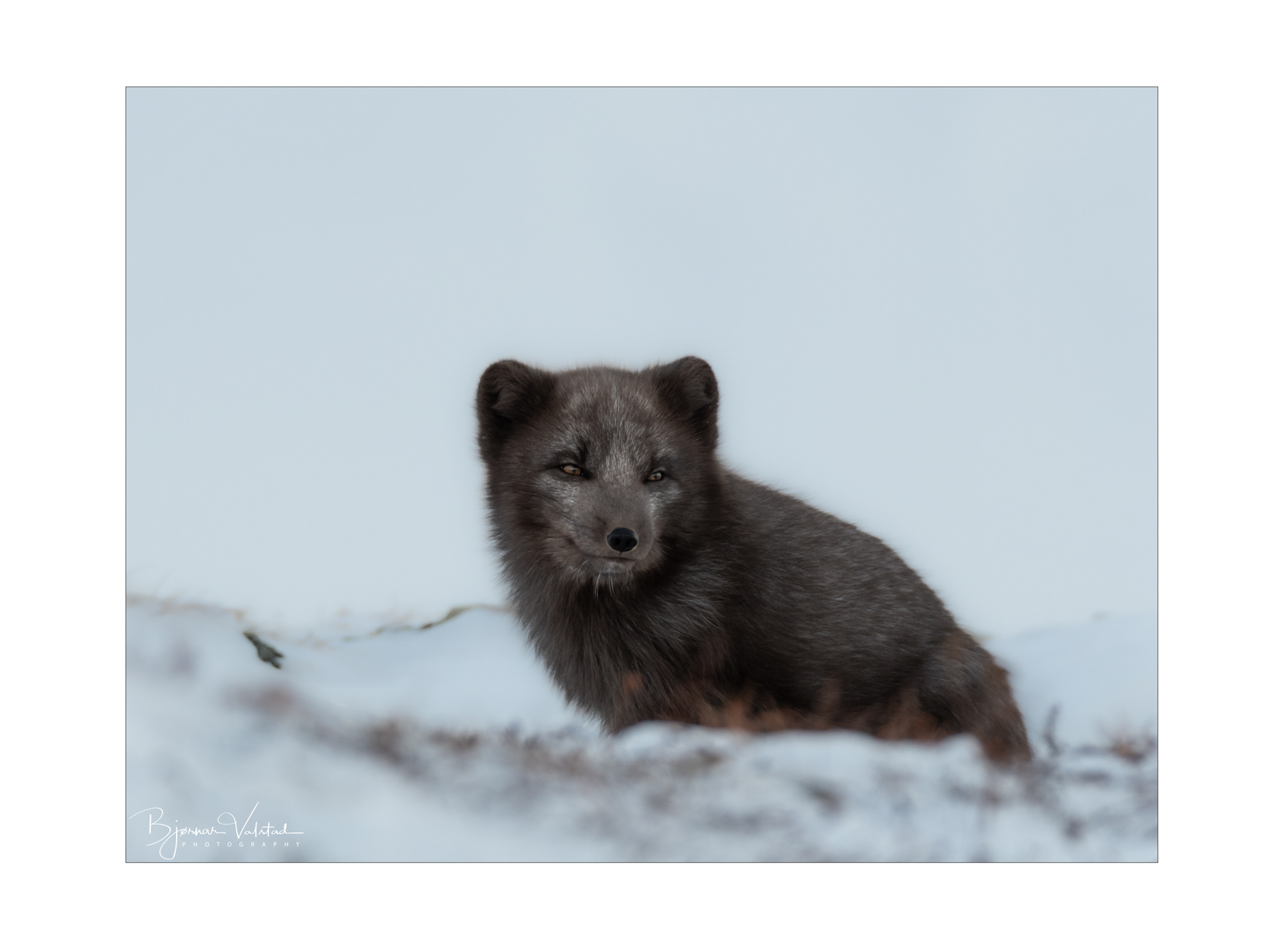 Arctic fox (Vulpes lagopus)