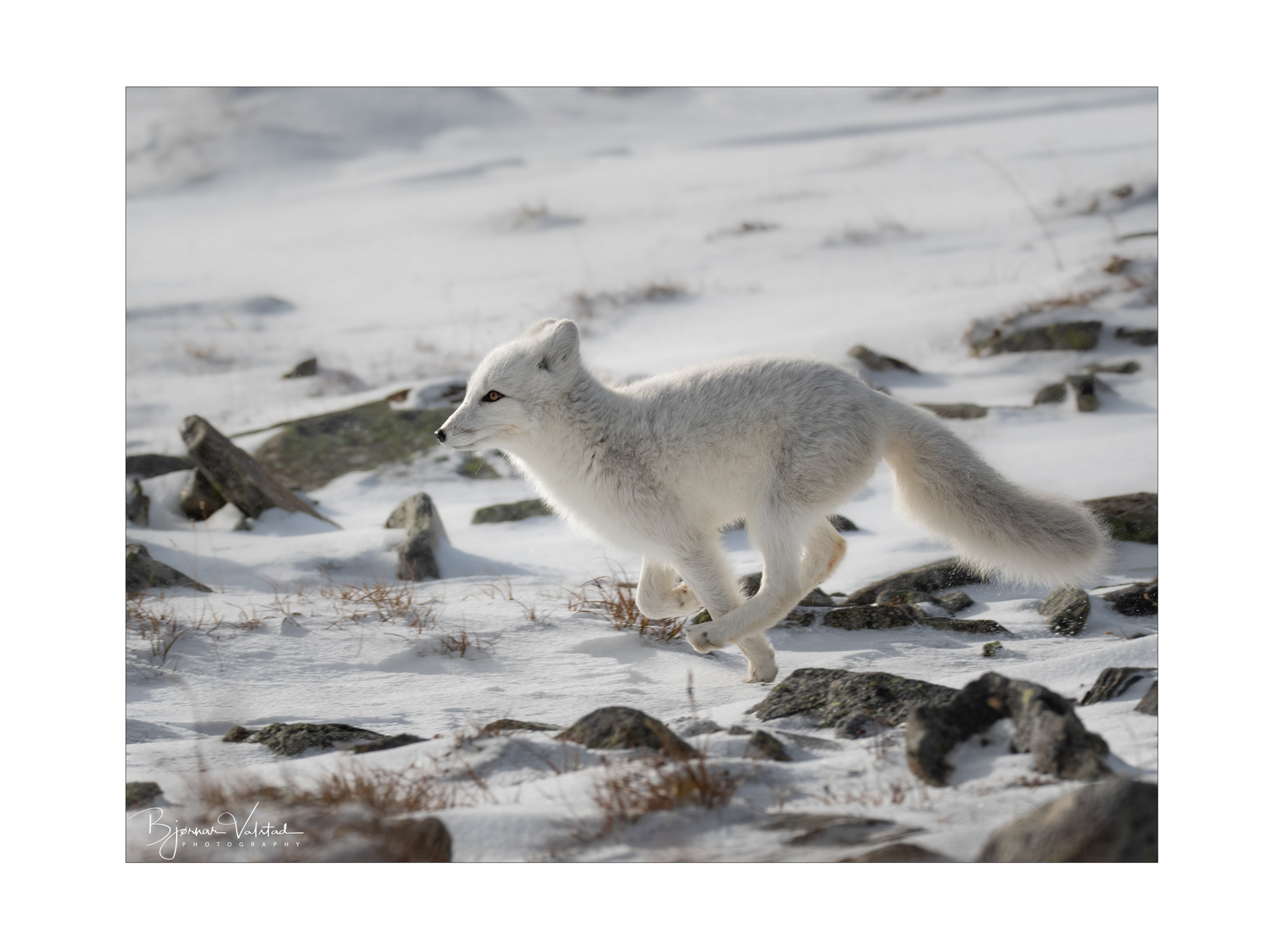 Arctic fox (Vulpes lagopus)