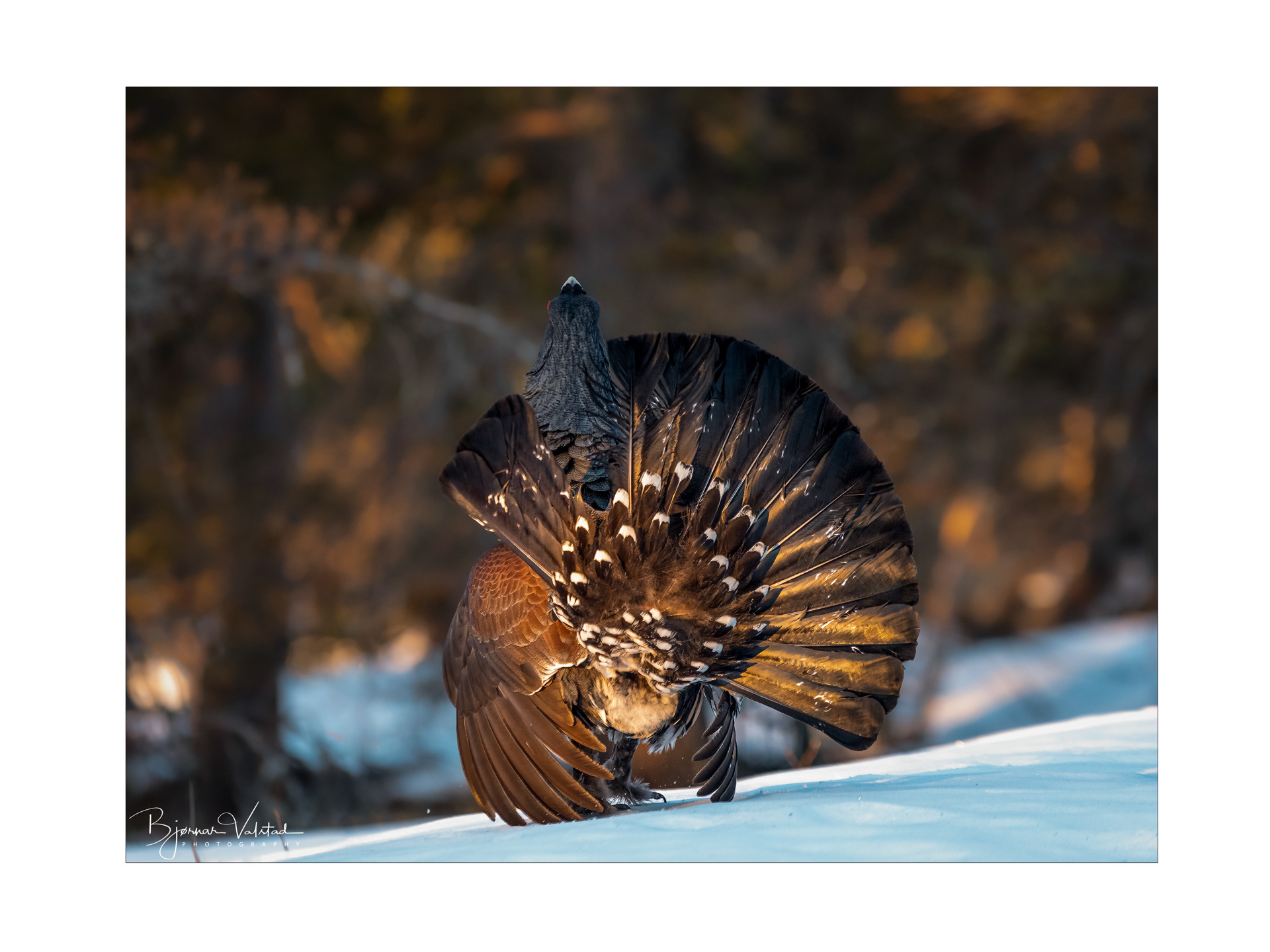 Western capercaillie (Tetrao urogallus) - Norway