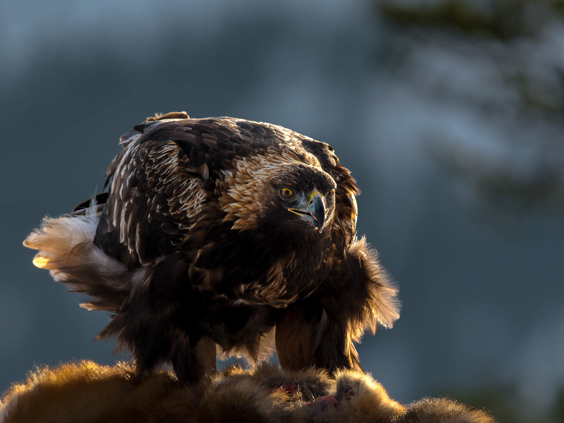 Golden eagle (Aquila chrysaetos) - Norway