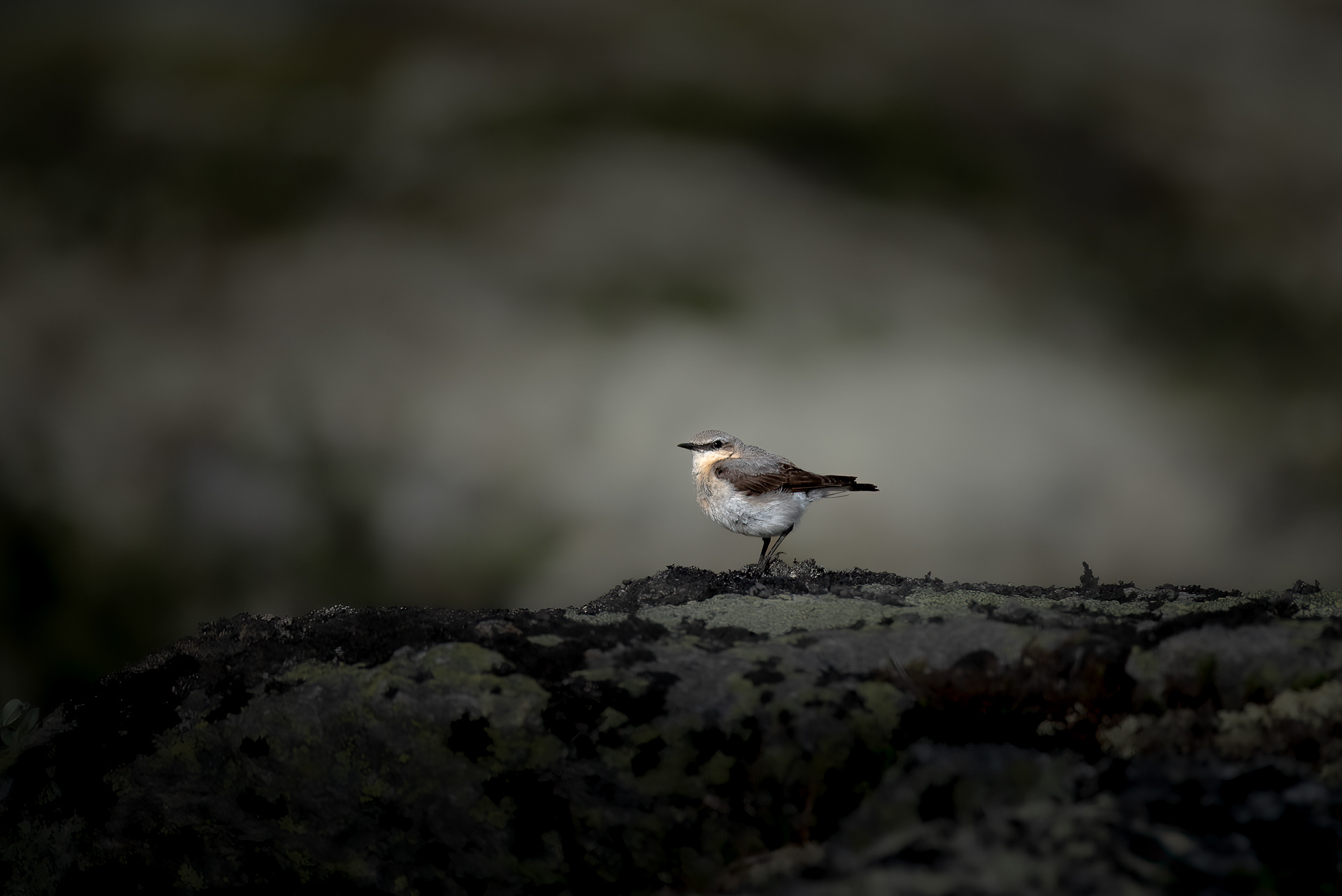 Wheatear (Oenanthe oenanthe)