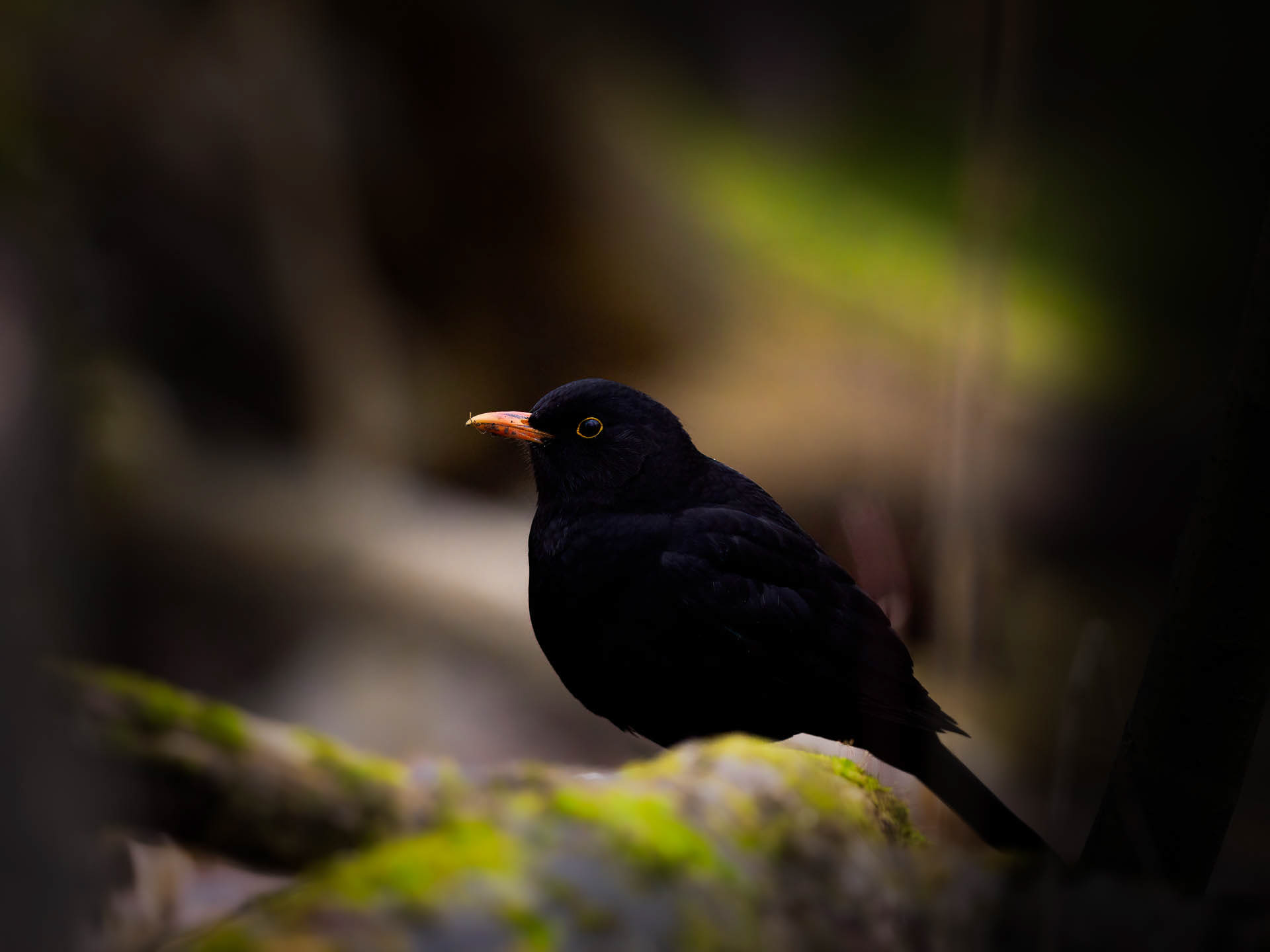 Common blackbird (Turdus merula) 