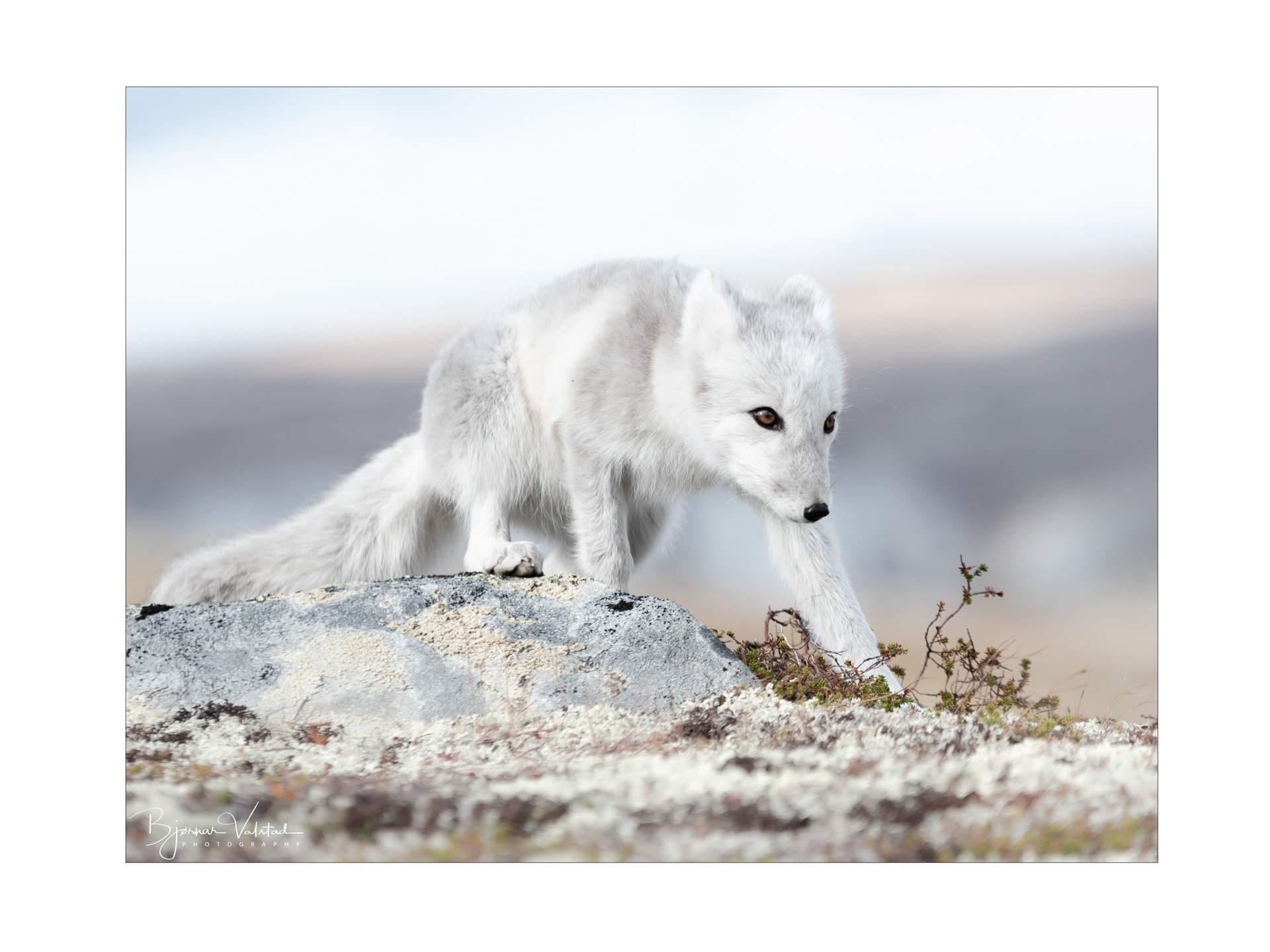 Arctic fox (Vulpes lagopus)