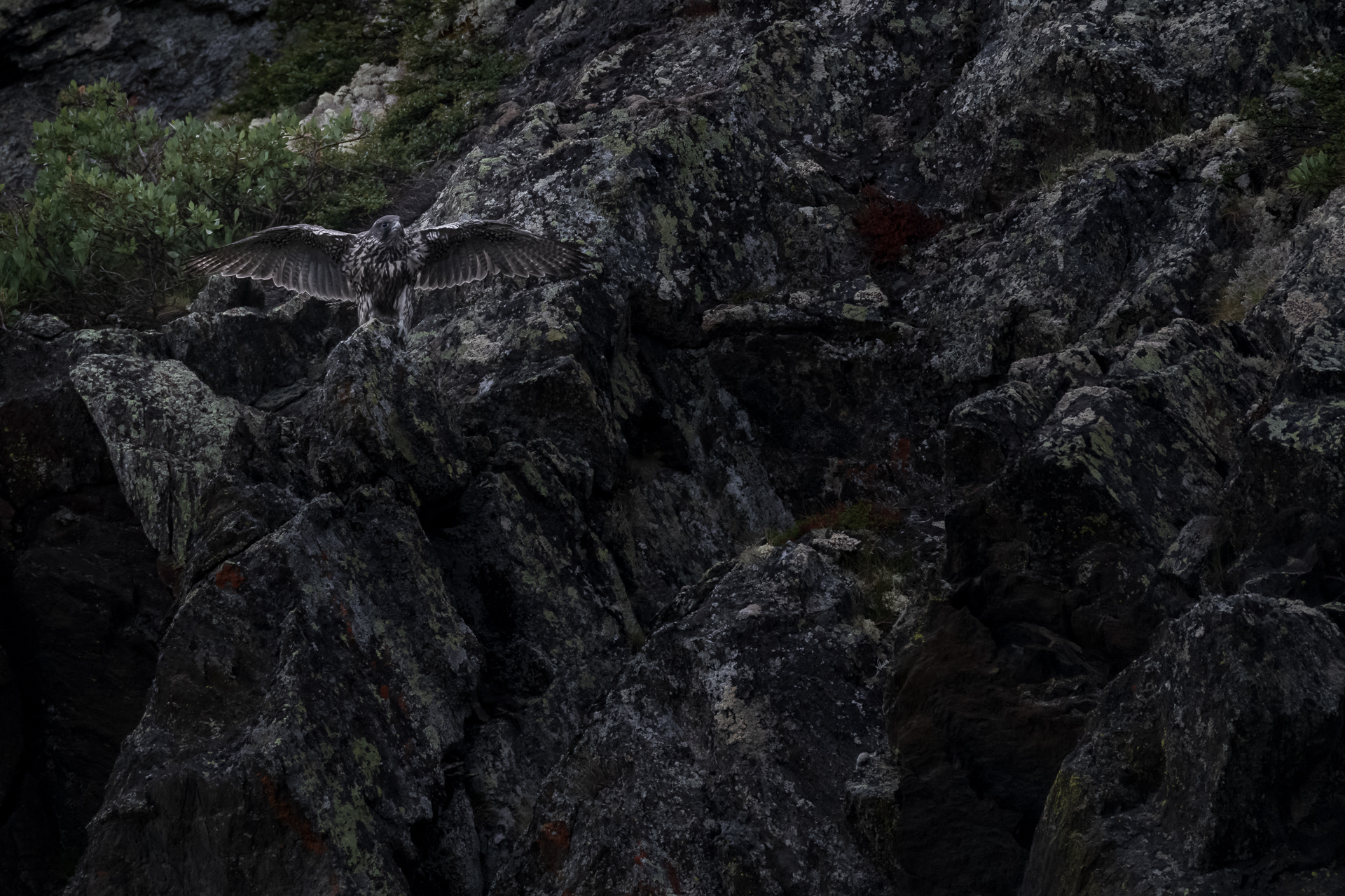 Gyrfalcon (Falco rusticolus)