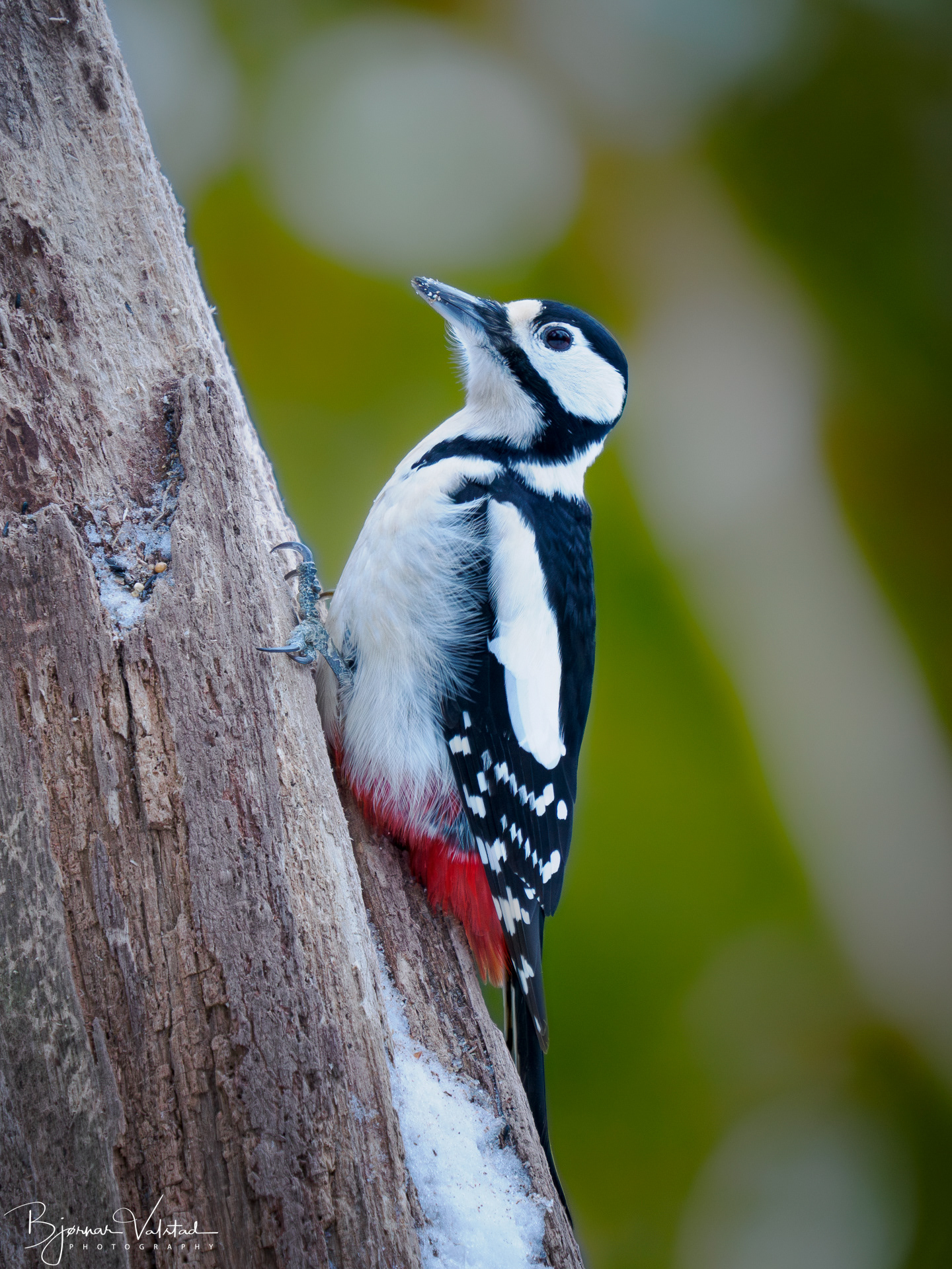 The great spotted woodpecker (Dendrocopos major)