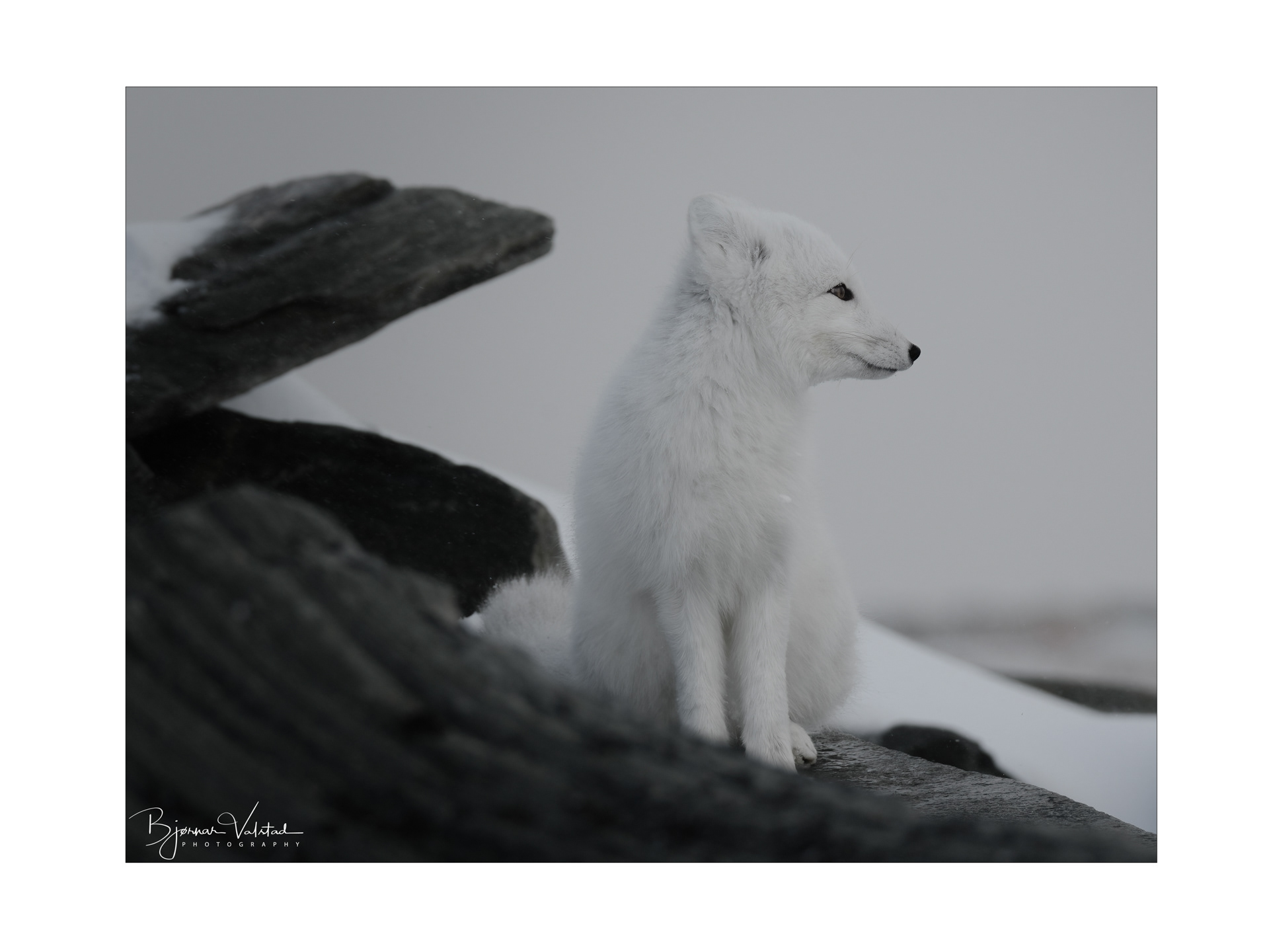 Arctic fox (Vulpes lagopus)