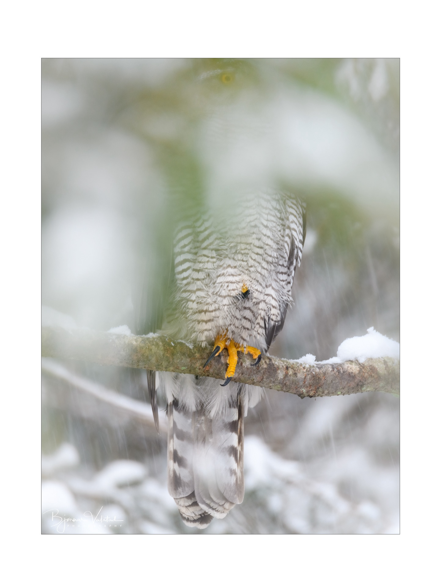 Northern goshawk (Accipiter gentilis)