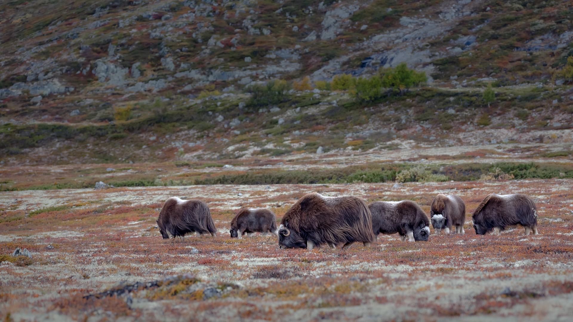 Musk ox, family group - Dovre, Norway