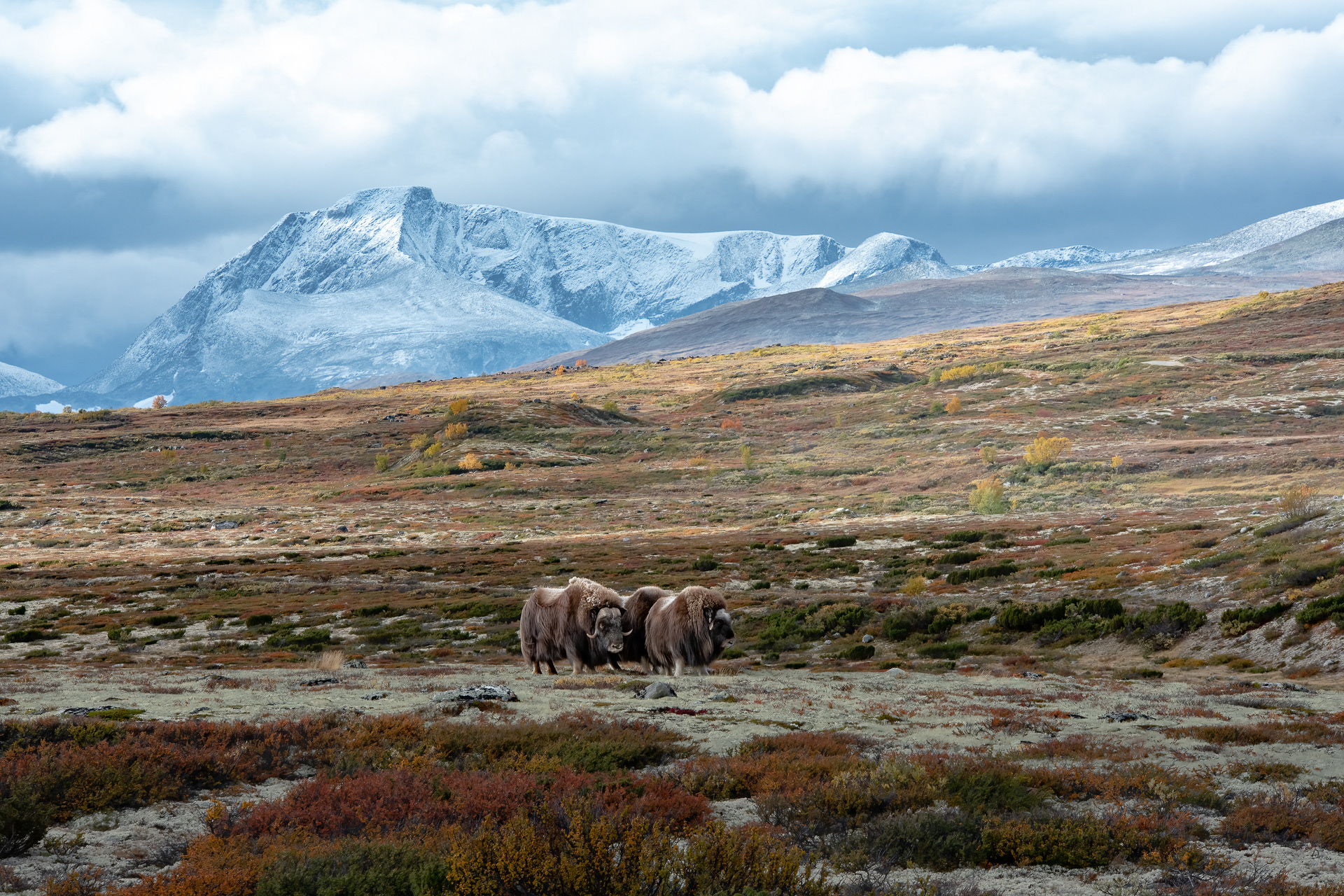 Musk ox - Dovre, Norway