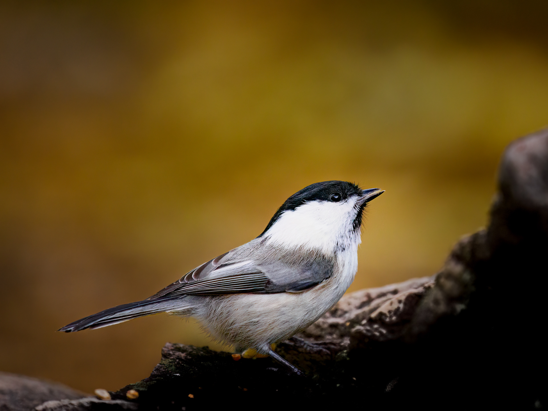 Willow tit (Poecile montanus)