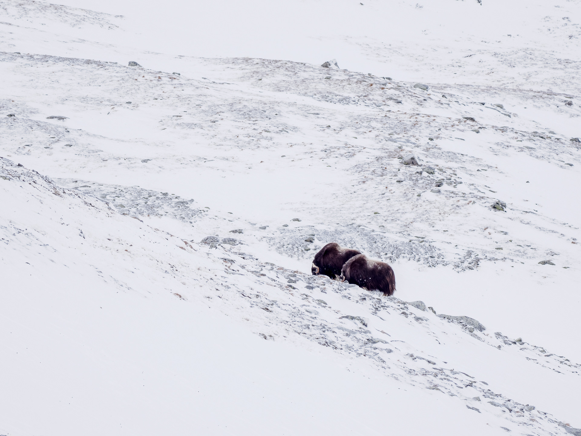 Muskox - Dovre, Norway
