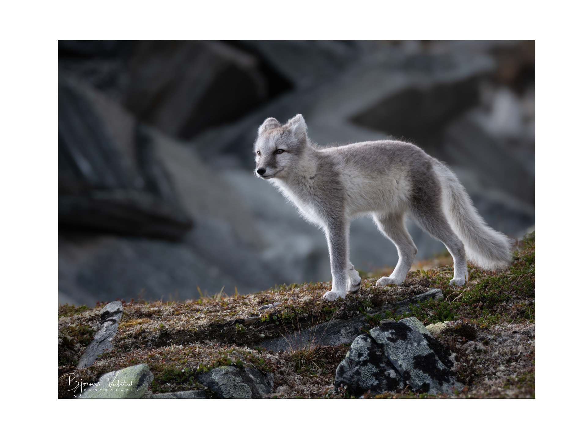 Arctic fox (Vulpes lagopus)