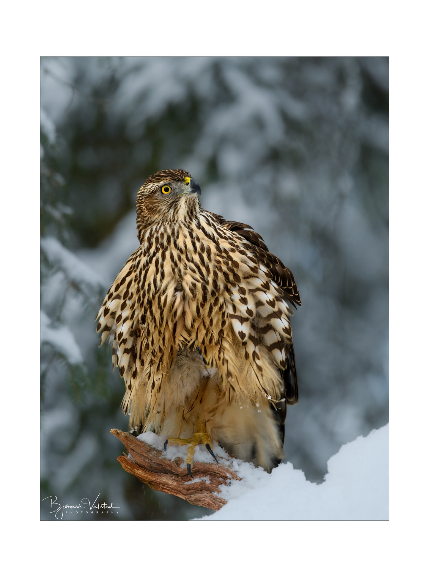 Northern goshawk (Accipiter gentilis)