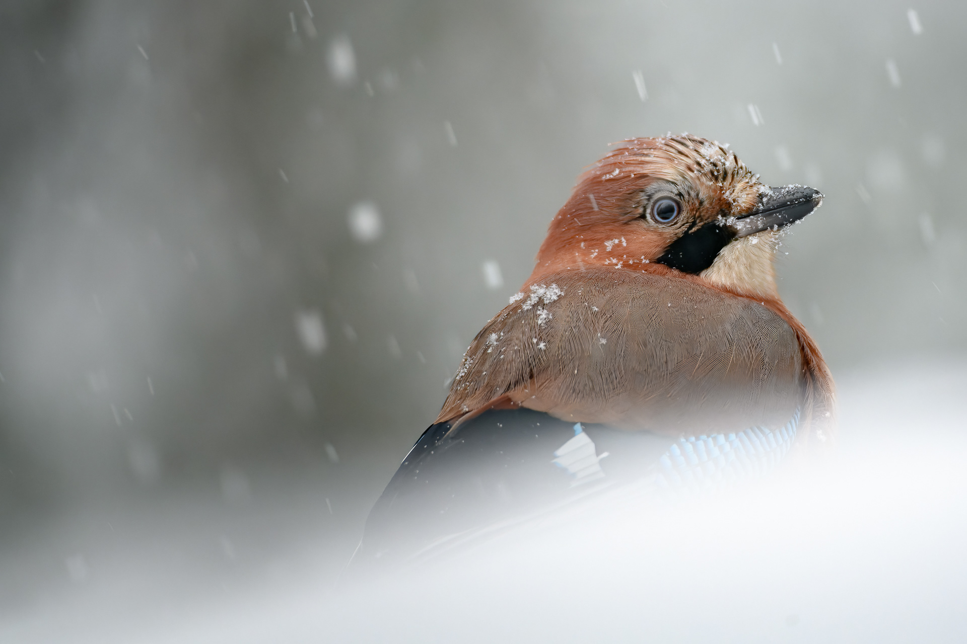 Eurasian jay (Garrulus glandarius)