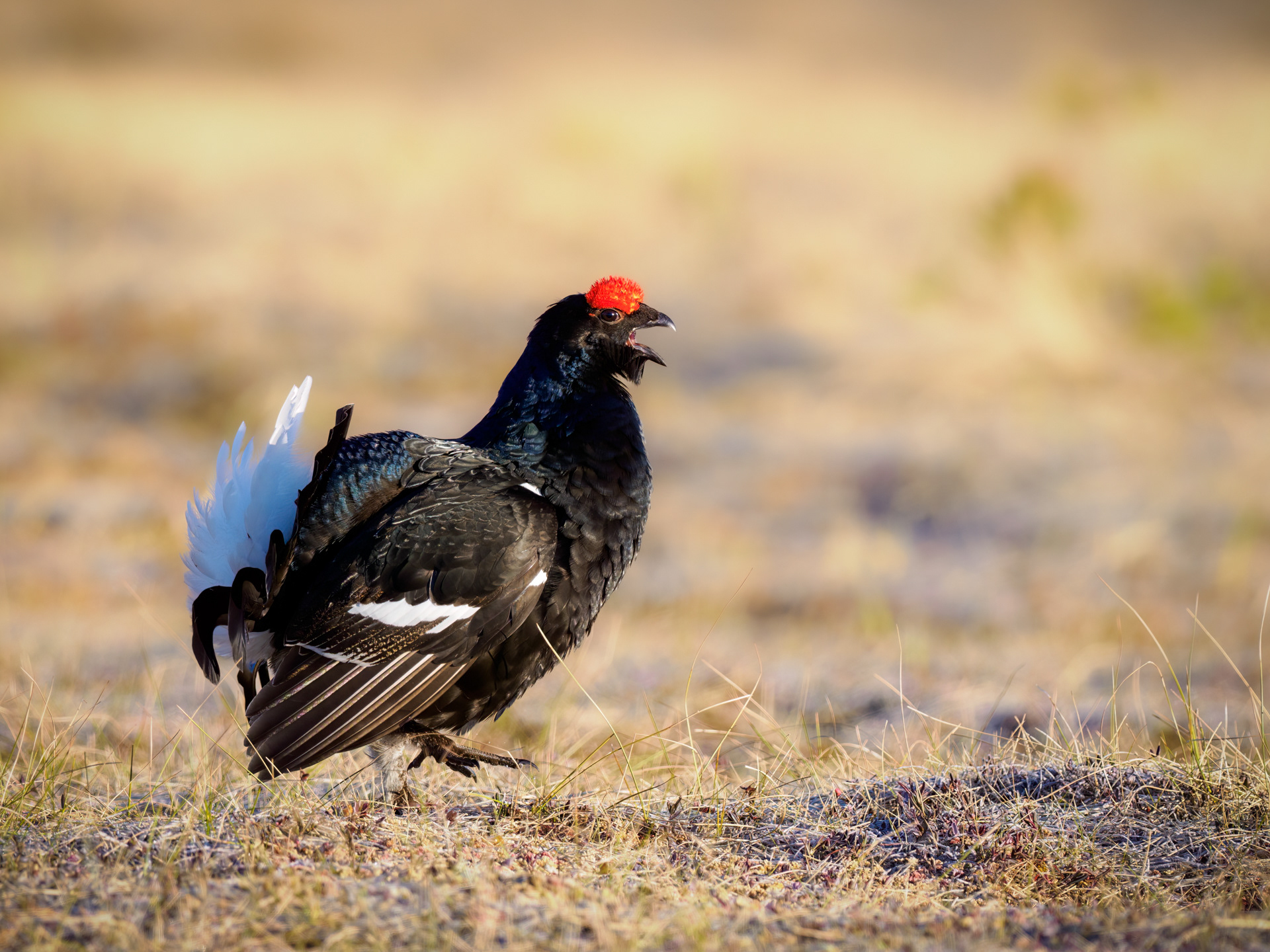 Black grouse, male (Lyrurus tetrix) - Østlandet, Norway
