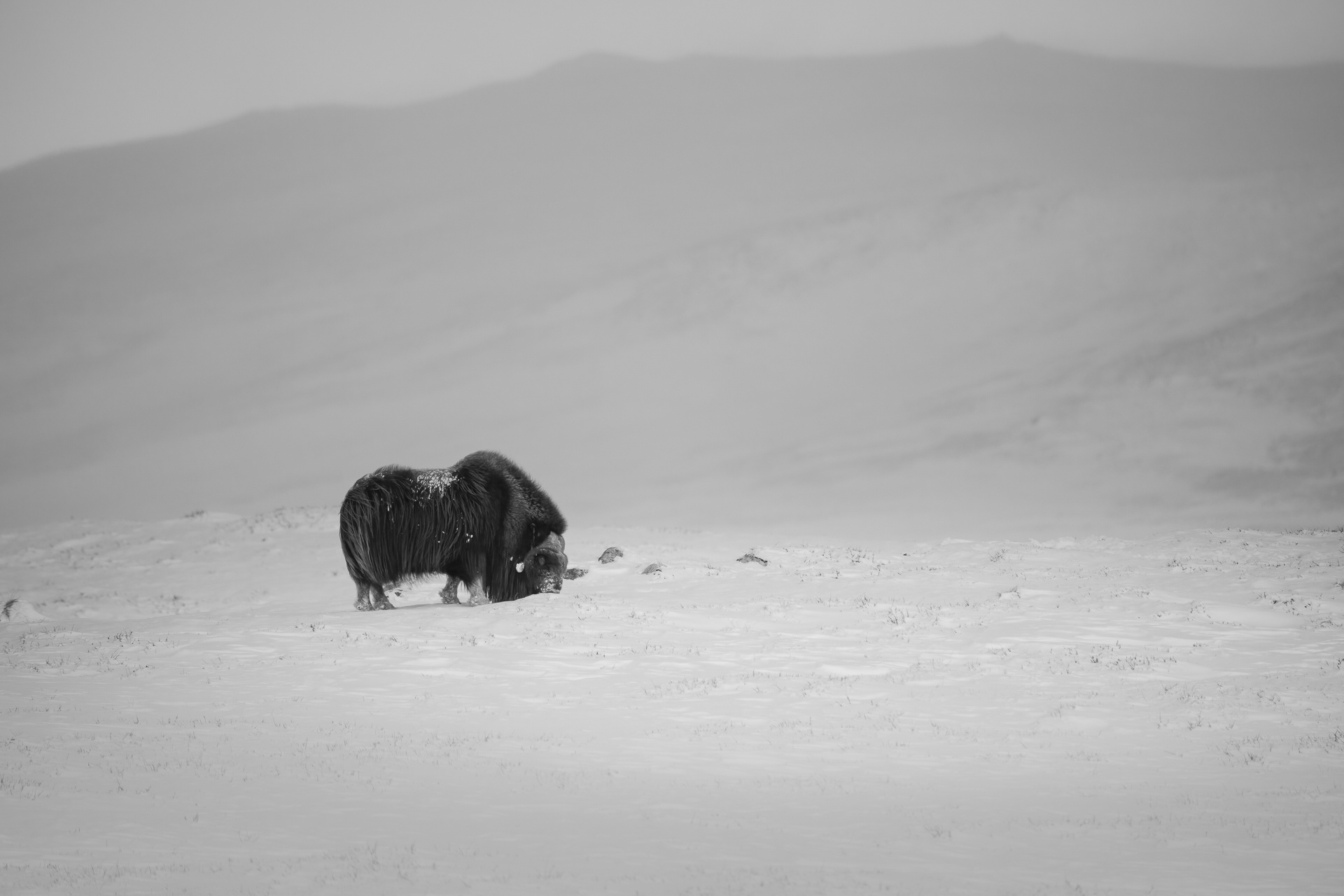 Musk ox - Dovre, Norway