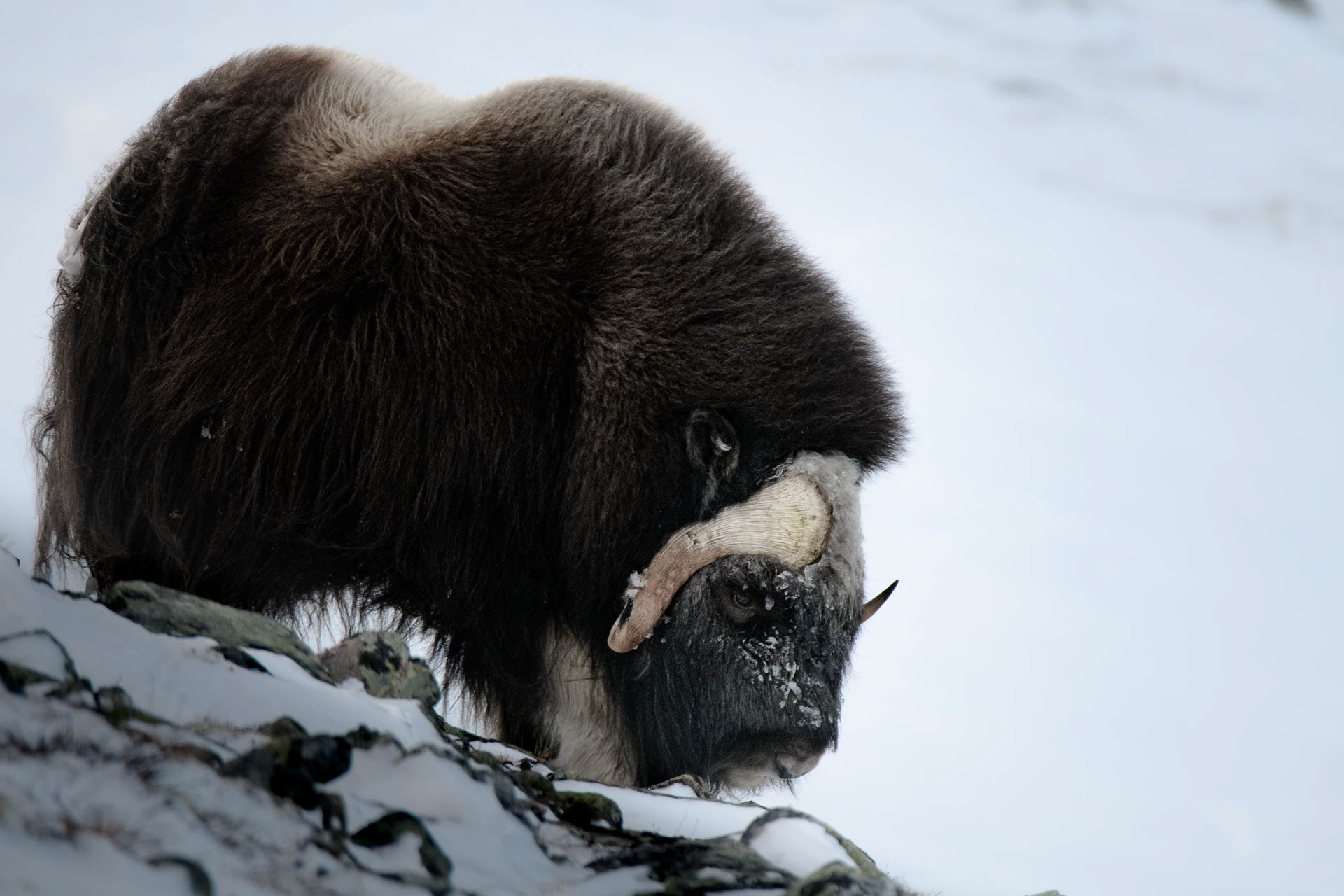Musk ox - Dovre, Norway