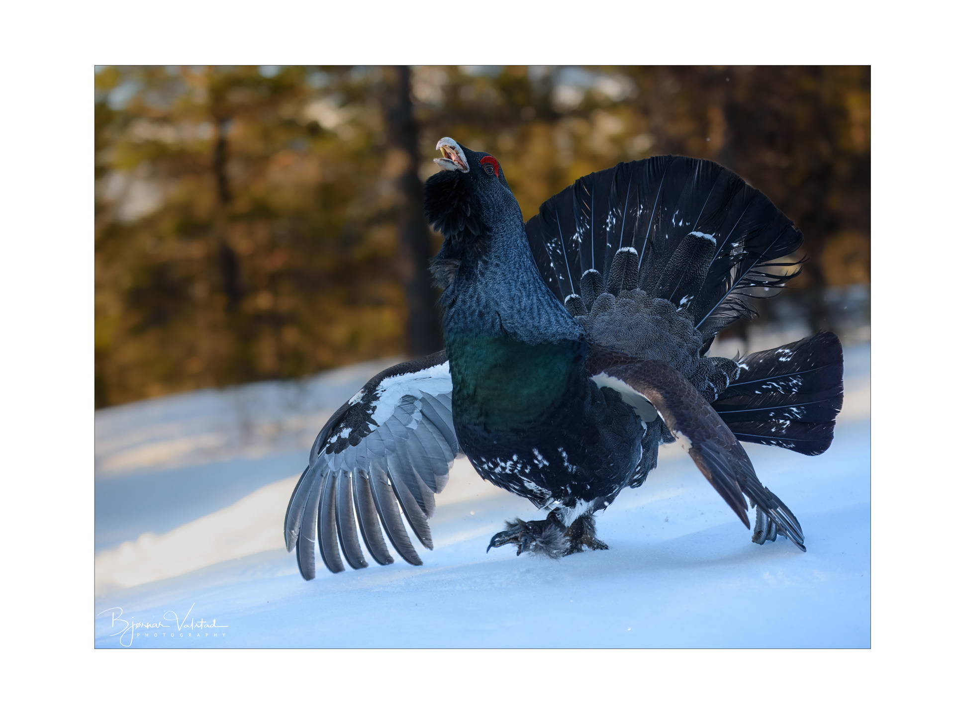 Western capercaillie (Tetrao urogallus) - Norway