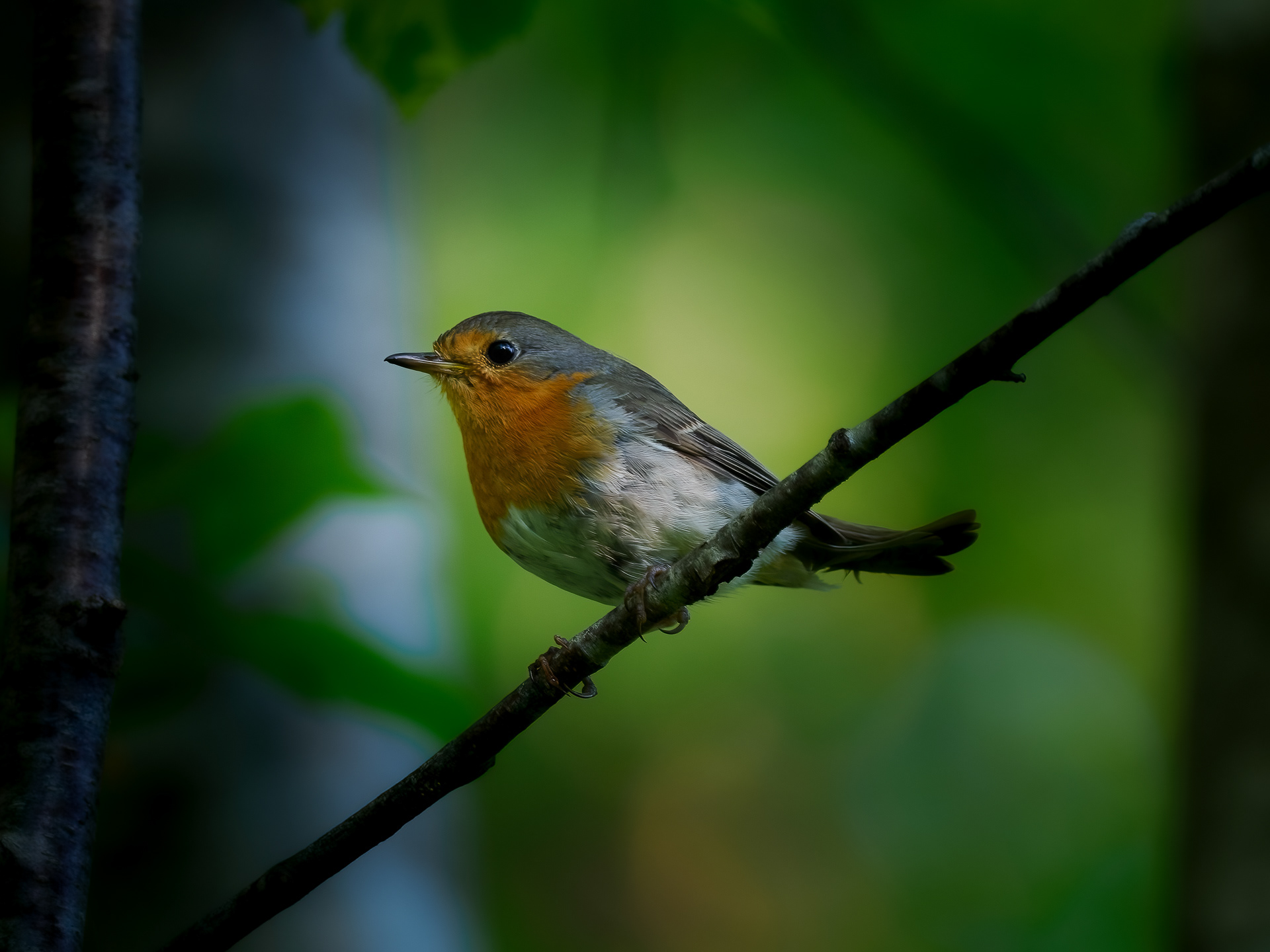 European robin (Erithacus rubecula)
