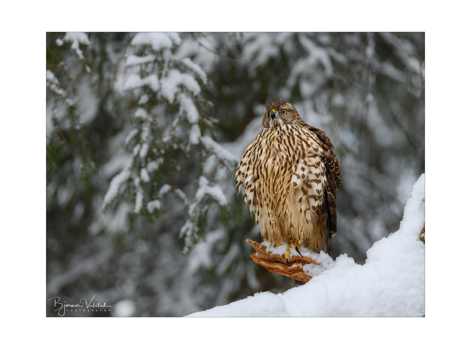 Northern goshawk (Accipiter gentilis)