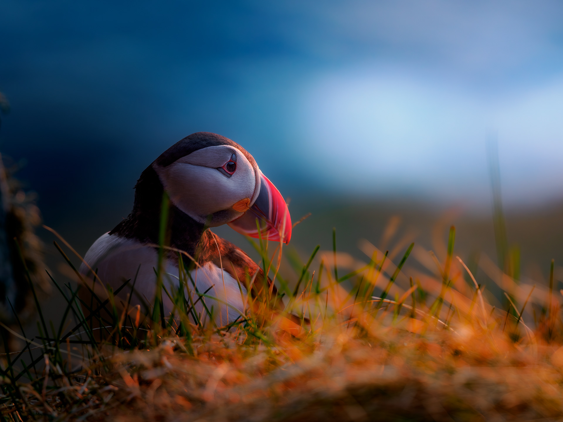 Atlantic puffin (Fratercula arctica)