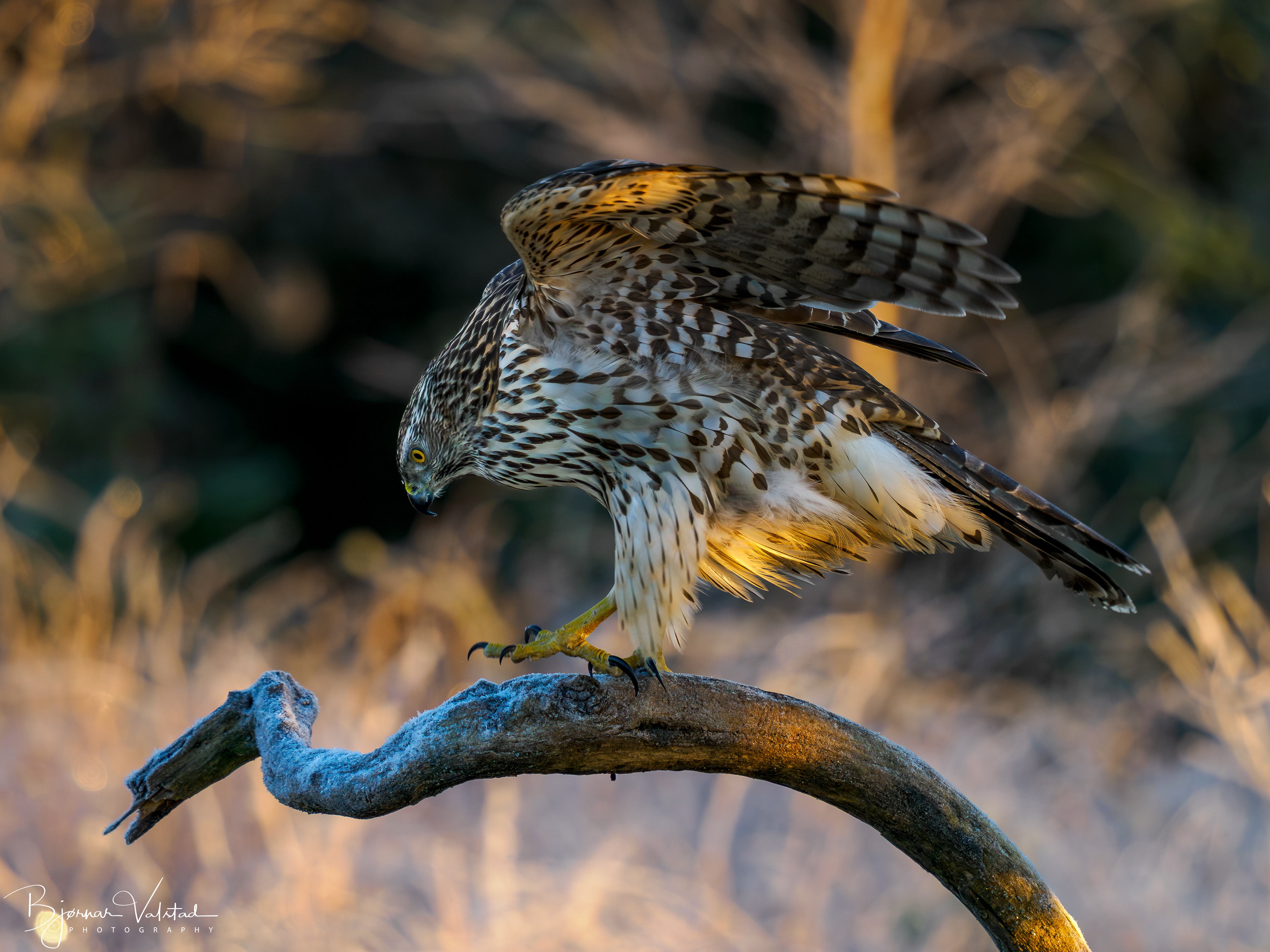Northern goshawk (Accipiter gentilis)